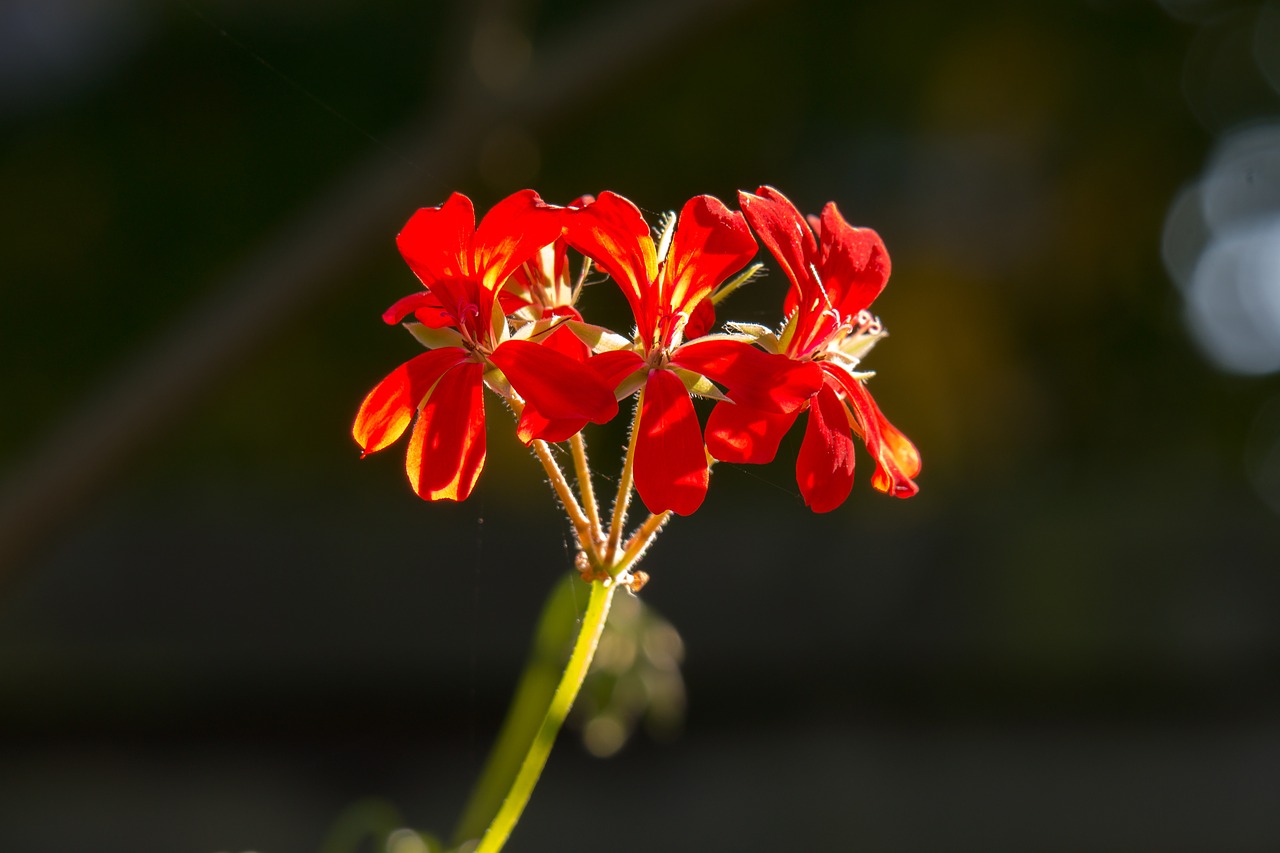 Geranium, Gėlė, Žiedas, Žydėti, Dekoratyvinis Augalas, Balkonų Gamykla, Raudona, Vasara, Sodas, Nemokamos Nuotraukos