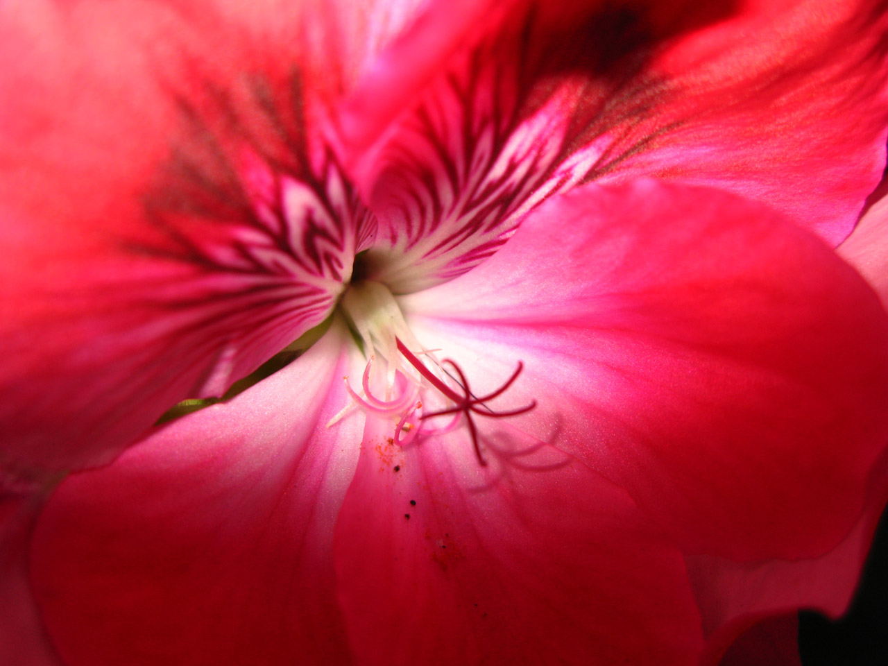 Rožinis,  Juostelės,  Geranium,  Gėlė,  Rasa,  Lietus,  Lašai,  Augalas,  Geranium Closeup, Nemokamos Nuotraukos