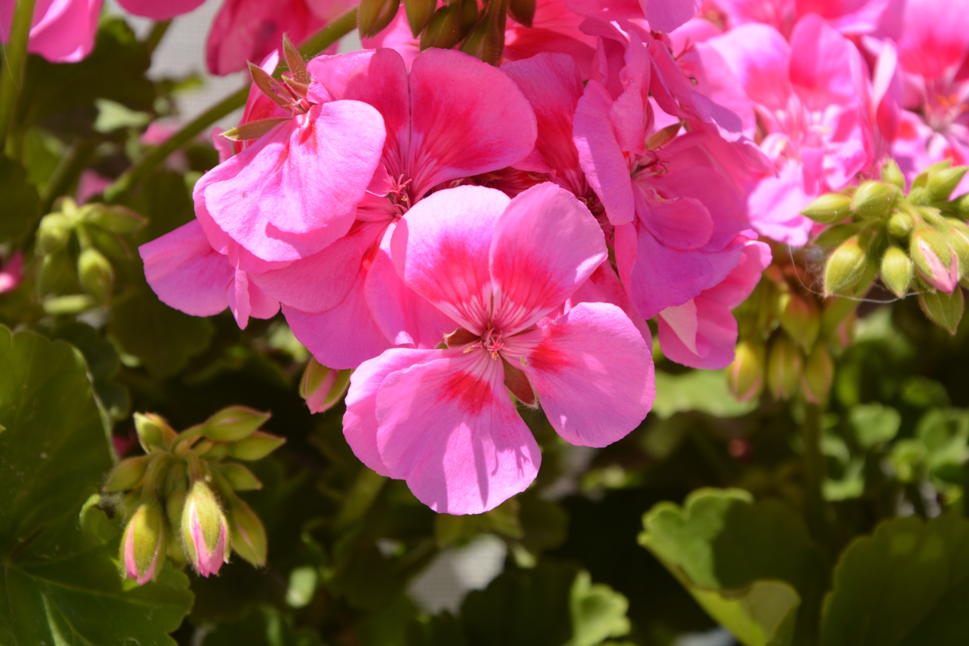 Geranium,  Gėlė,  Rožinis,  Gamta,  Sodas,  Geranium Gėlė Rausva, Nemokamos Nuotraukos,  Nemokama Licenzija