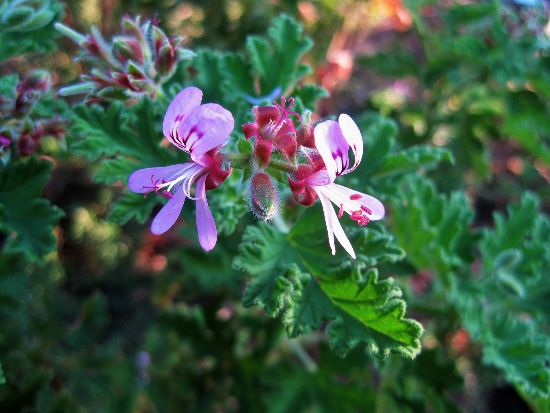 Gėlė,  Floret,  Mažas,  Subtilus,  Levandų-Rožinė,  Geranium,  Geranium Florets, Nemokamos Nuotraukos,  Nemokama Licenzija