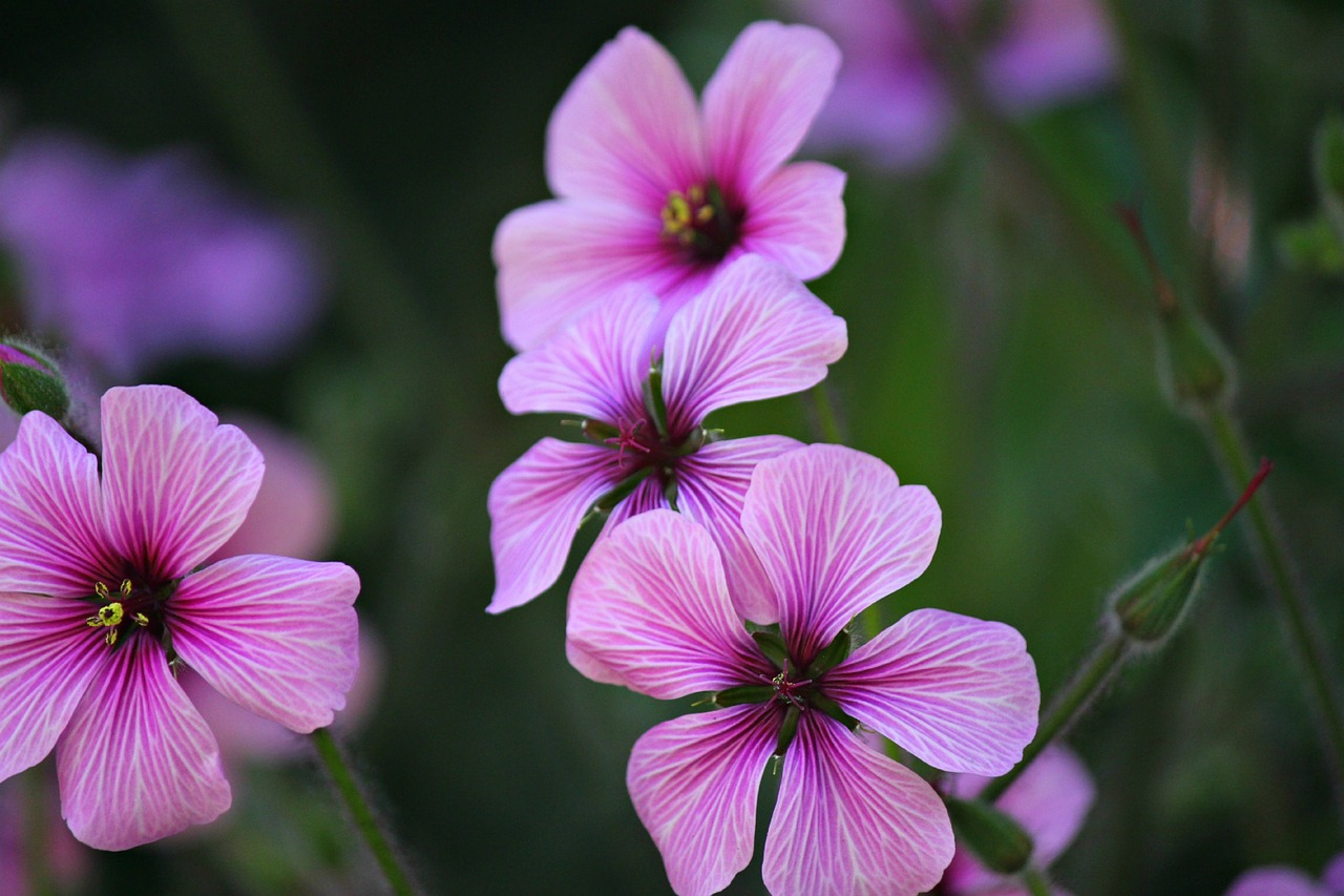 Geranium Gėlė, Geranium, Gėlė, Žiedas, Violetinė, Žydėti, Žydi, Nemokamos Nuotraukos,  Nemokama Licenzija