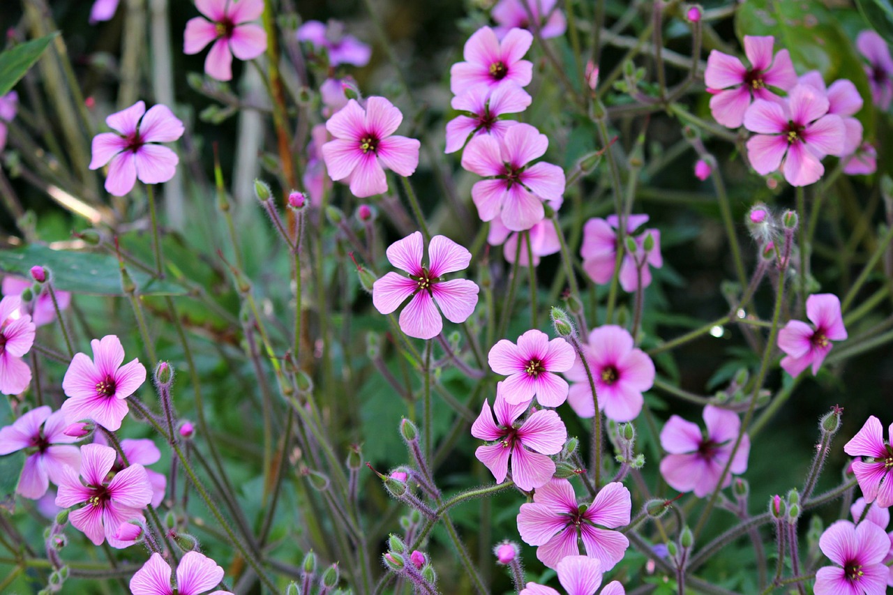 Geranium Gėlės, Gėlės, Geranium, Žydėti, Žiedas, Violetinė, Sodas, Gražus, Nemokamos Nuotraukos,  Nemokama Licenzija