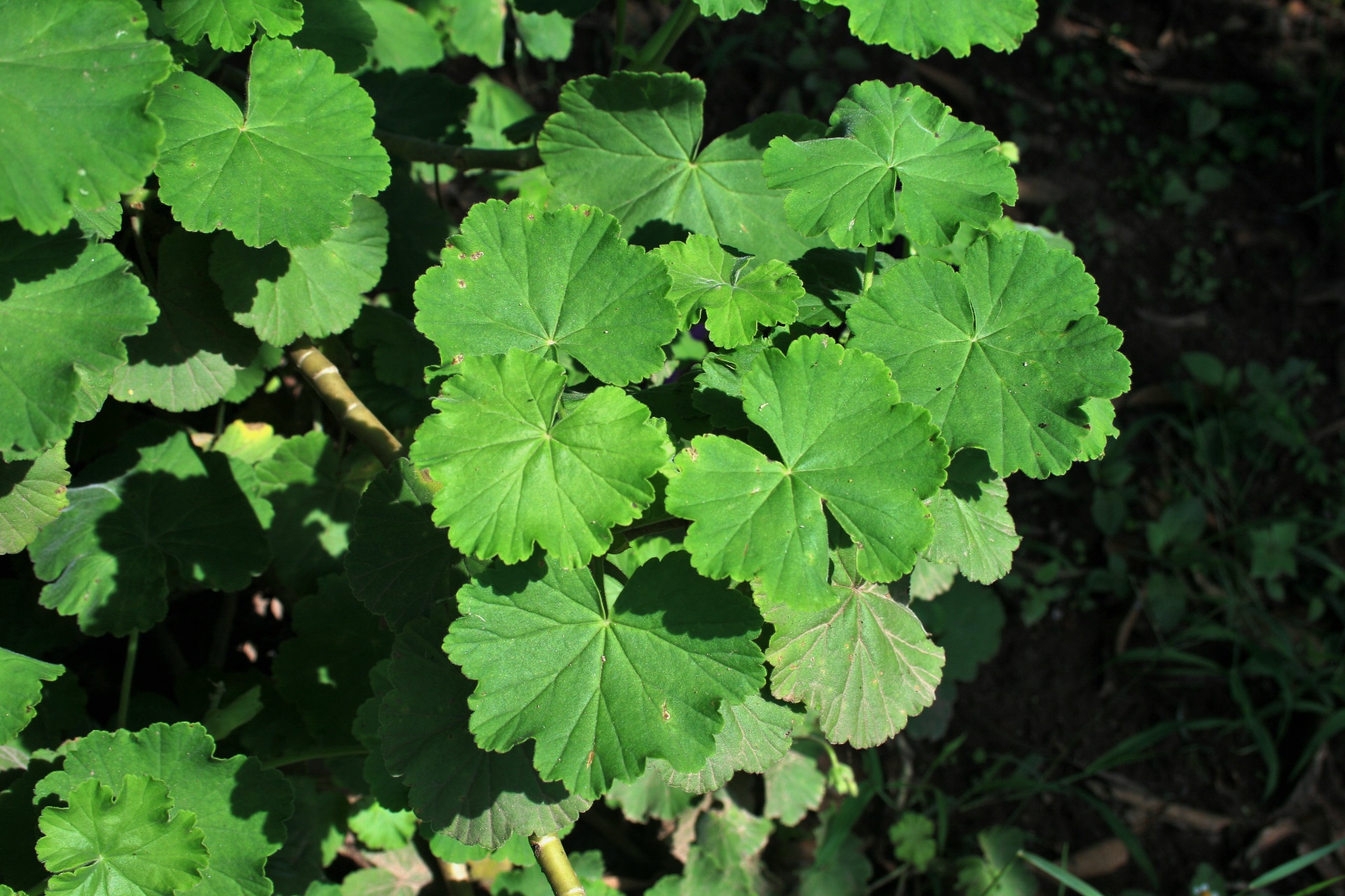 Lapai,  Žalias,  Želatina,  Geranium,  Geranijos Lapai, Nemokamos Nuotraukos,  Nemokama Licenzija