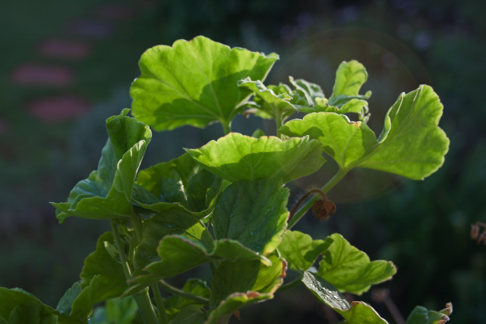 Flora,  Augalas,  Lapija,  Lapai,  Geranium,  Žalias,  Želatina,  Šviesa,  Geranijos Lapai, Nemokamos Nuotraukos