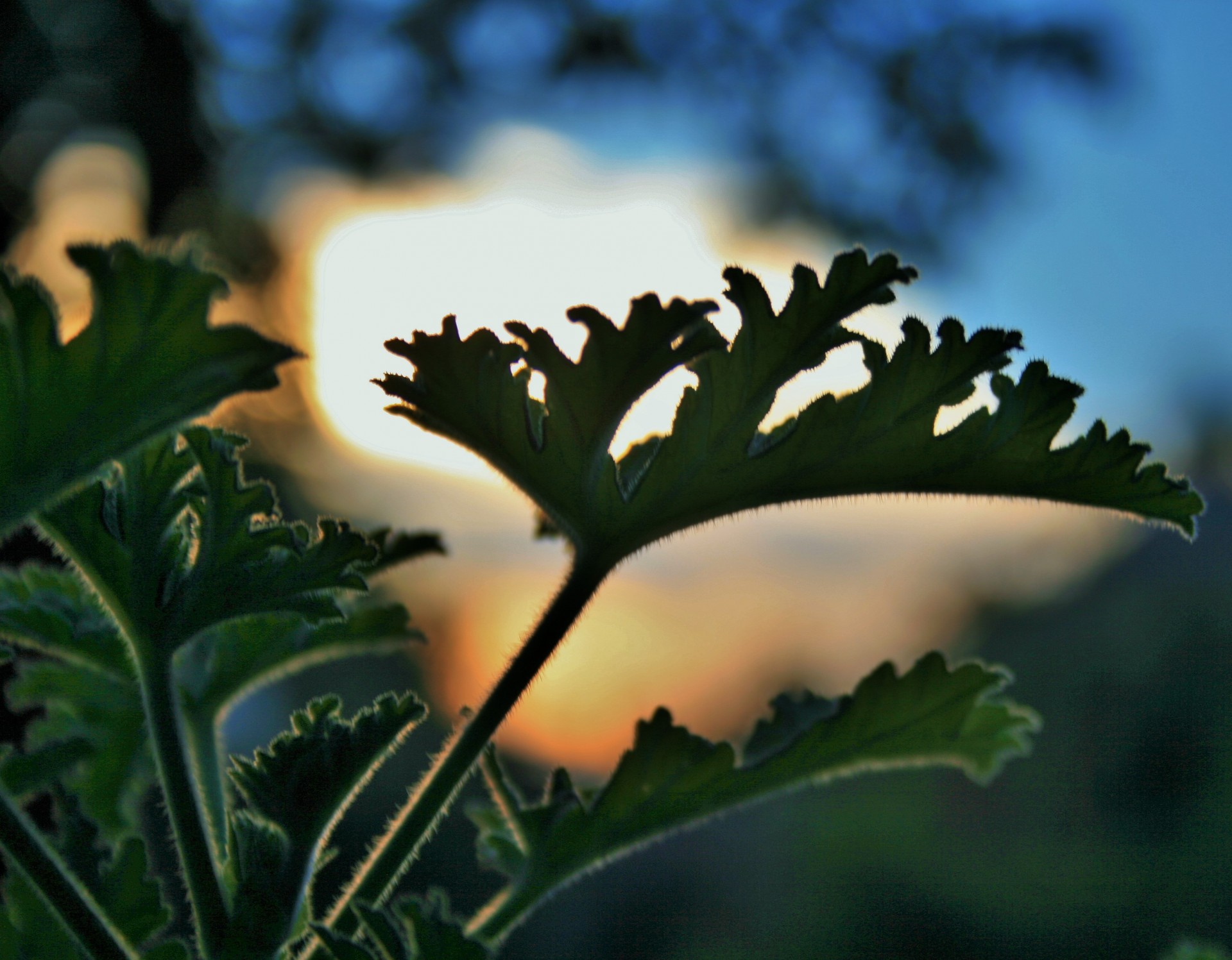 Geranium,  Lapai,  Žalias,  Saulėlydis,  Apšvietimas,  Geranija Palieka Prieš Saulėlydį, Nemokamos Nuotraukos,  Nemokama Licenzija