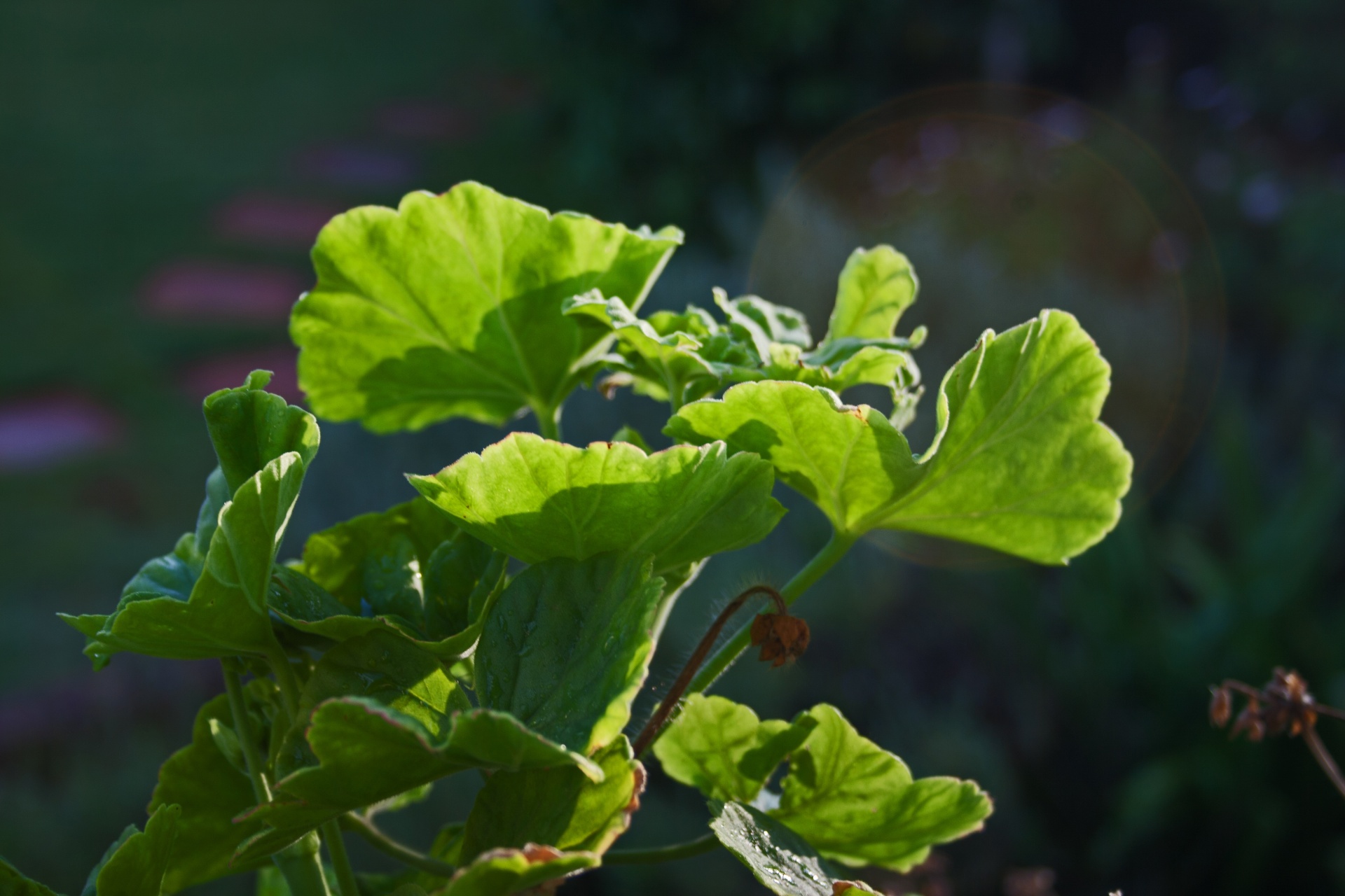 Augalas,  Lapai,  Želatina,  Lapija,  Žalias,  Šviesa,  Geranium,  Geranija Palieka Gąsdinančią Šviesą, Nemokamos Nuotraukos,  Nemokama Licenzija