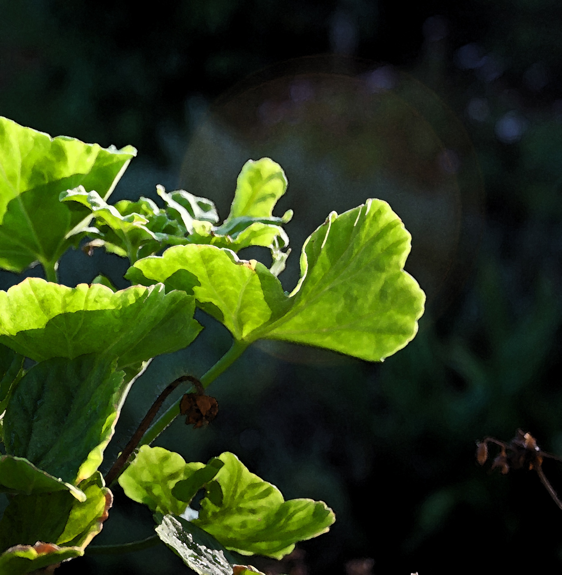 Flora,  Augalas,  Lapija,  Lapai,  Geranium,  Žalias,  Želatina,  Šviesa,  Geraniumas Palieka Arti, Nemokamos Nuotraukos