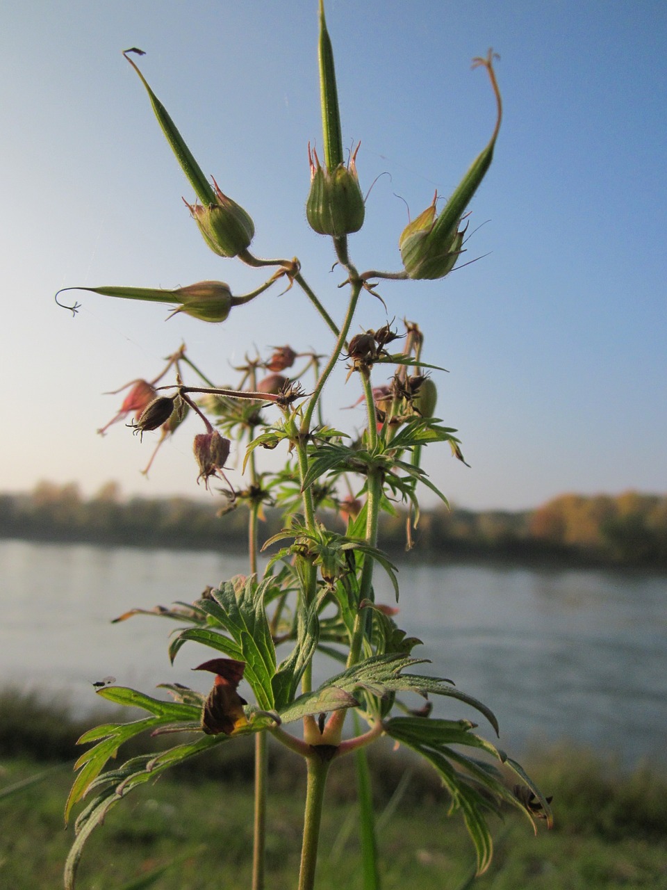 Geranium Pratense,  Pjovimo Kranai,  Flora,  Wildflower,  Botanika,  Rūšis,  Augalas,  Žiedynas,  Žydi, Nemokamos Nuotraukos