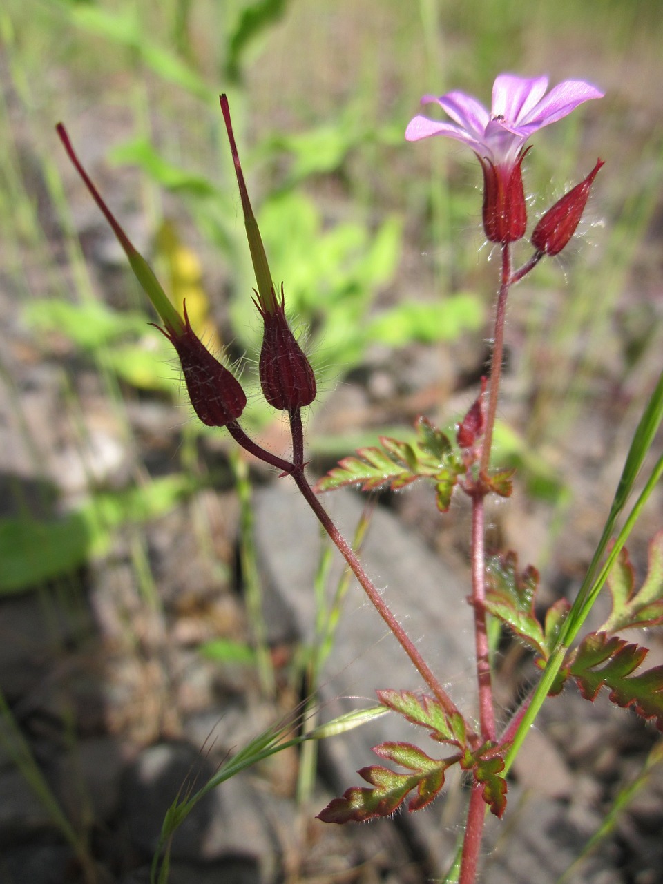 Geranium Robertianum,  Žolelių Robertas,  Raudona Robin,  Mirtis Ateina Greitai,  Stormbill,  Balandžio Pėdos,  Varnos Pėda,  Robert Geranium,  Cranebill,  Wildflower