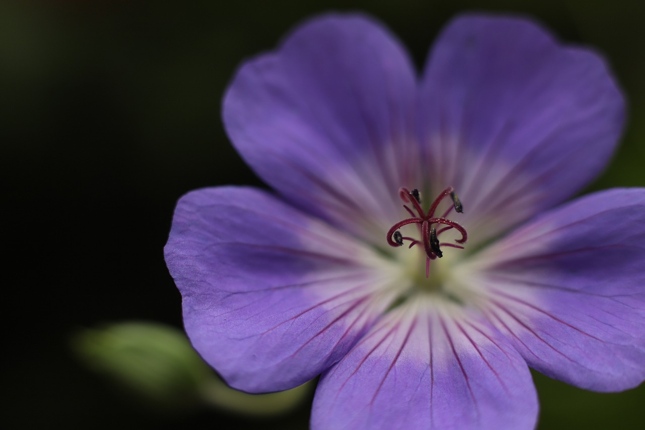 Pelargonija Rozanne,  Geranium,  Sodas,  Augalai,  Augalų,  Pavasaris,  Gėlės,  Floros,  Žiedlapis,  Makro