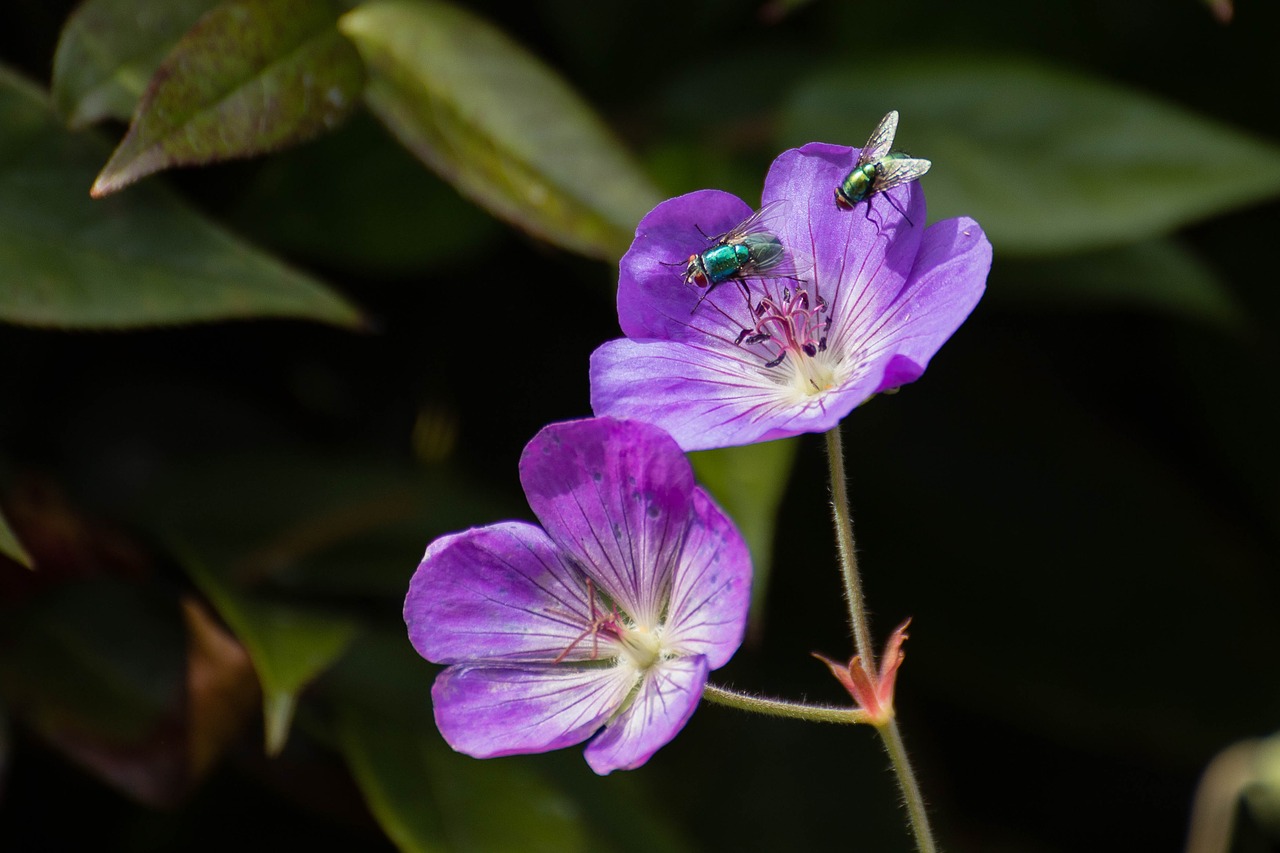 Pelargonija Rozanne,  Skristi,  Sodas,  Re,  Pobūdį,  Gėlė,  Floros,  Vasara,  Sparnai, Nemokamos Nuotraukos