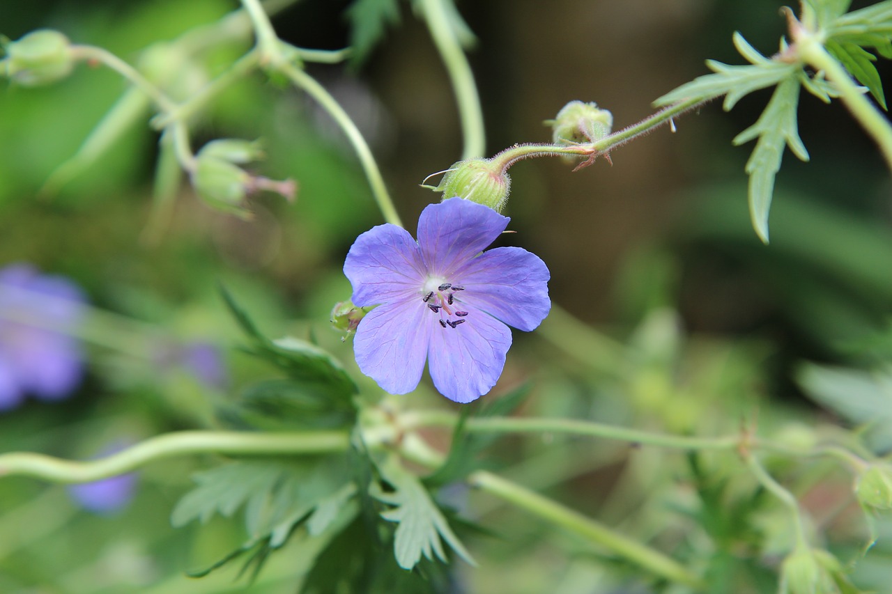 Pelargonija Gamtoje,  Violetinė Gėlė,  Laukinių Gėlių,  Žydėjimas, Nemokamos Nuotraukos,  Nemokama Licenzija