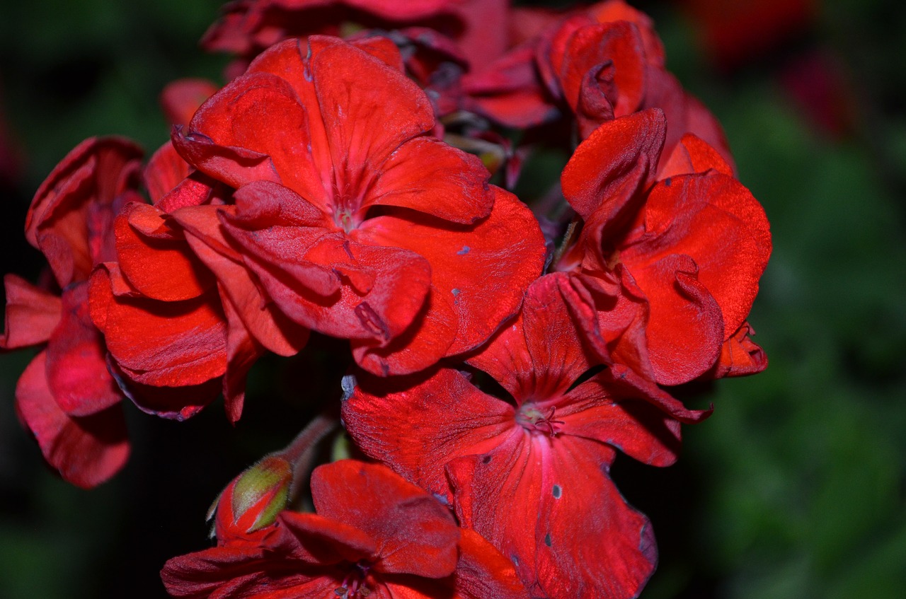 Geranium Wilted, Nyksta Gėlė, Miręs, Nemokamos Nuotraukos,  Nemokama Licenzija