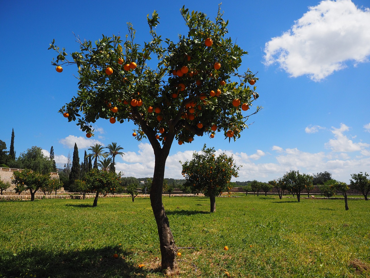 Geraniums, Oranžinis Medis, Apelsinų Giraites, Plantacija, Orangengargen, Oranžinė Baumgarten, Apelsinai, Žurnalas, Gentis, Apelsinų Medžio Kamieno