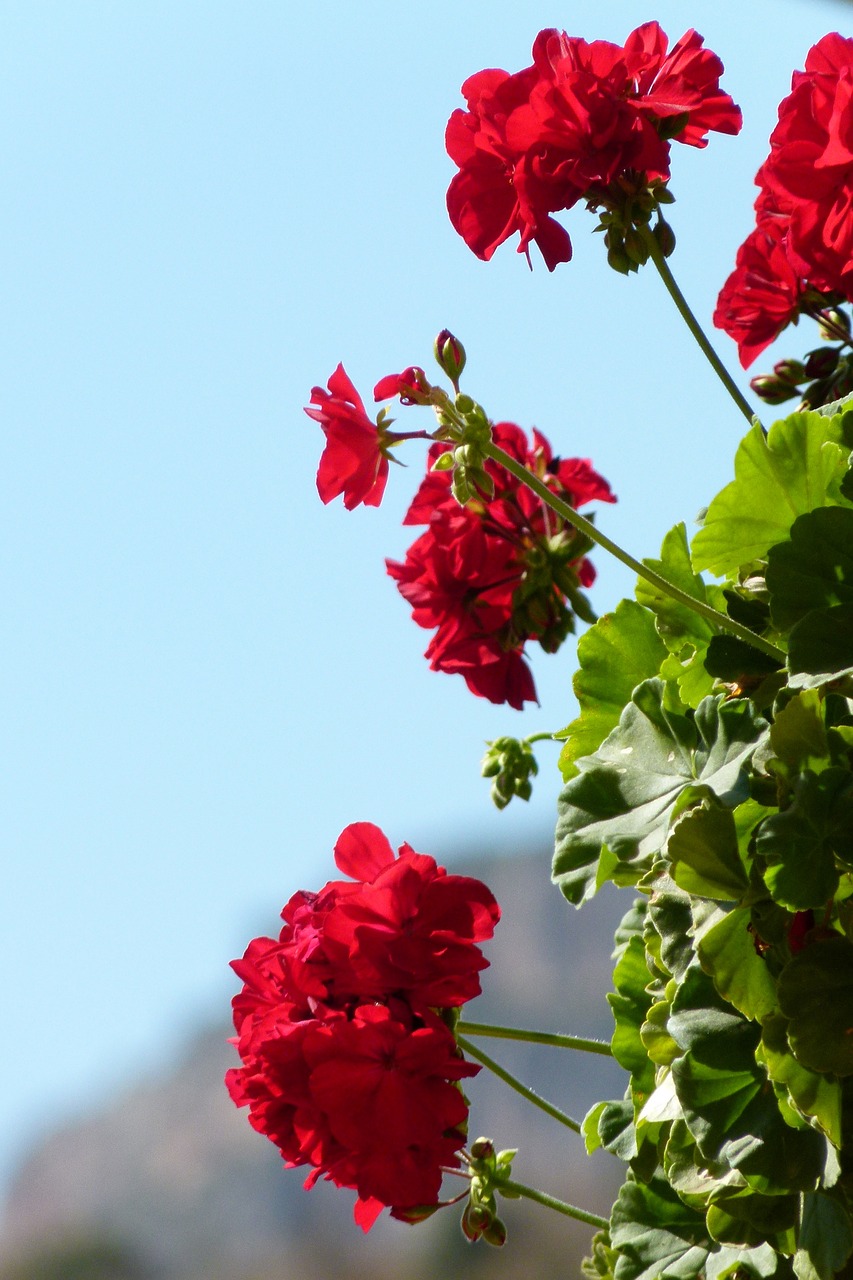 Geraniums, Gėlės, Grožis, Raudona, Nemokamos Nuotraukos,  Nemokama Licenzija