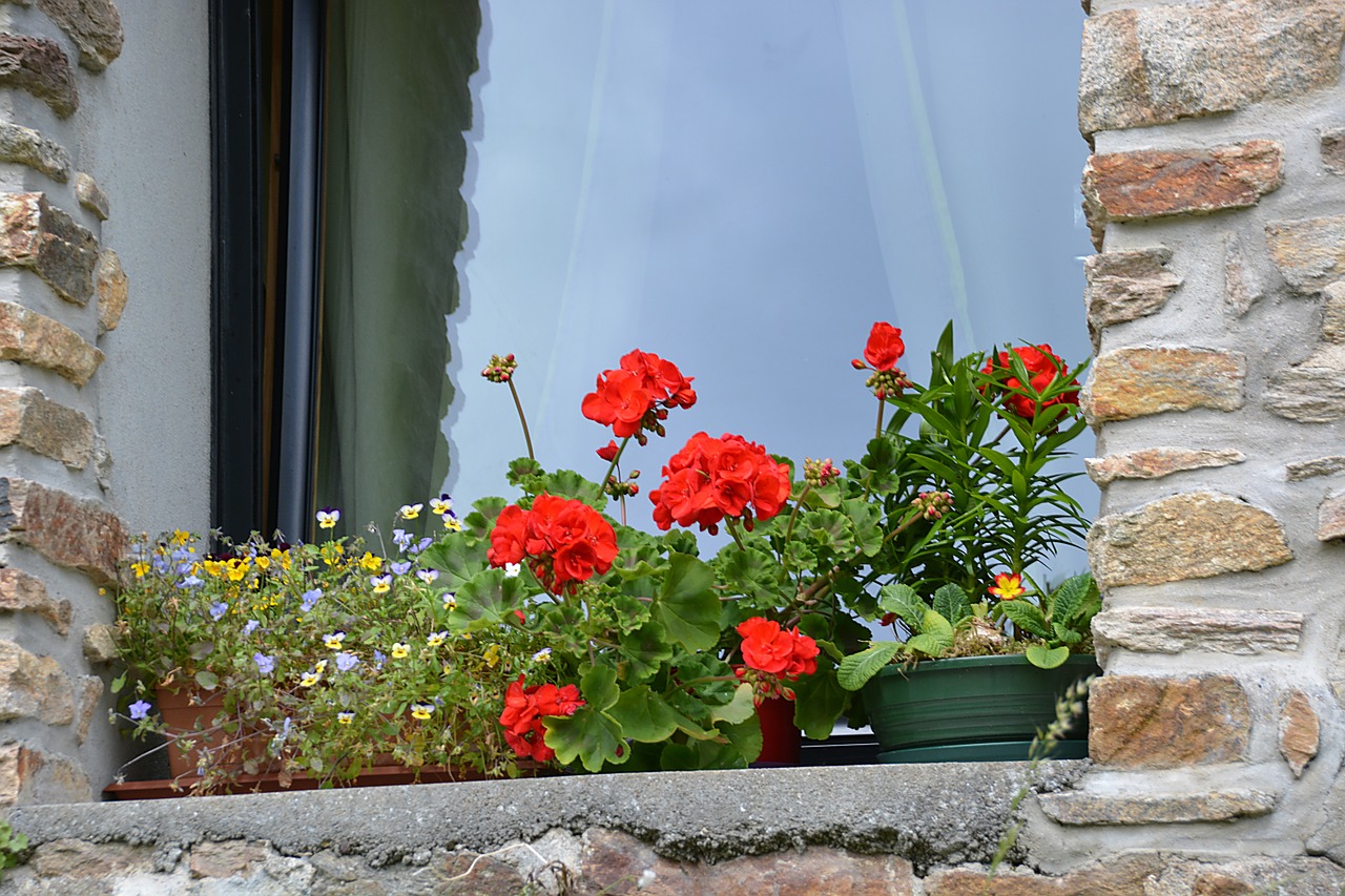 Geraniums, Gėlės, Raudona Geranija, Gana Prancūzų Kaimas, Senas Kaimas, Raudonos Gėlės, Provence, Miestas, Langas, Nemokamos Nuotraukos