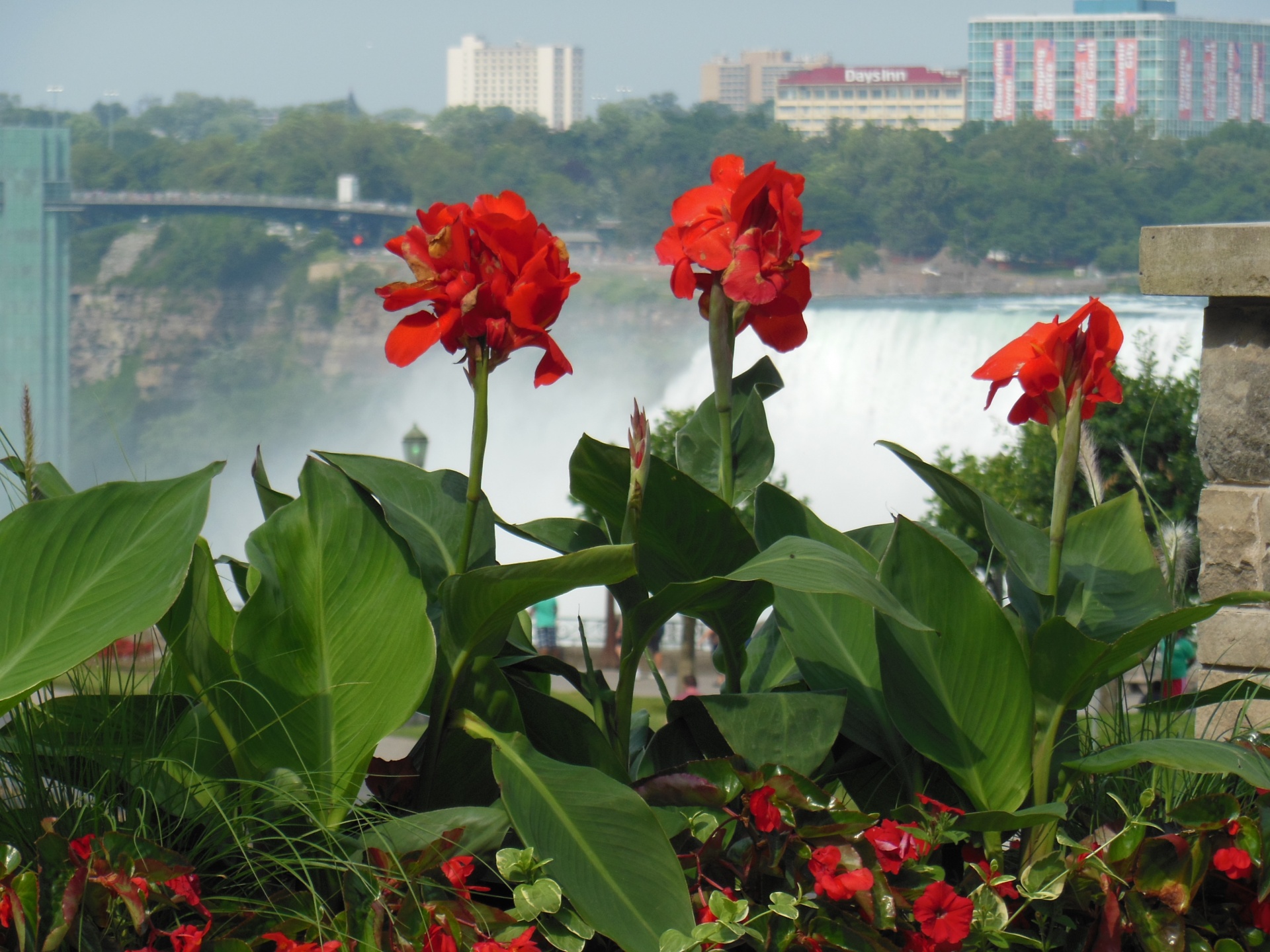 Niagara & Nbsp,  Krioklys,  Geranium & Nbsp,  Kanada,  Vanduo,  Geraniumi Niagaros Krioklys, Nemokamos Nuotraukos,  Nemokama Licenzija