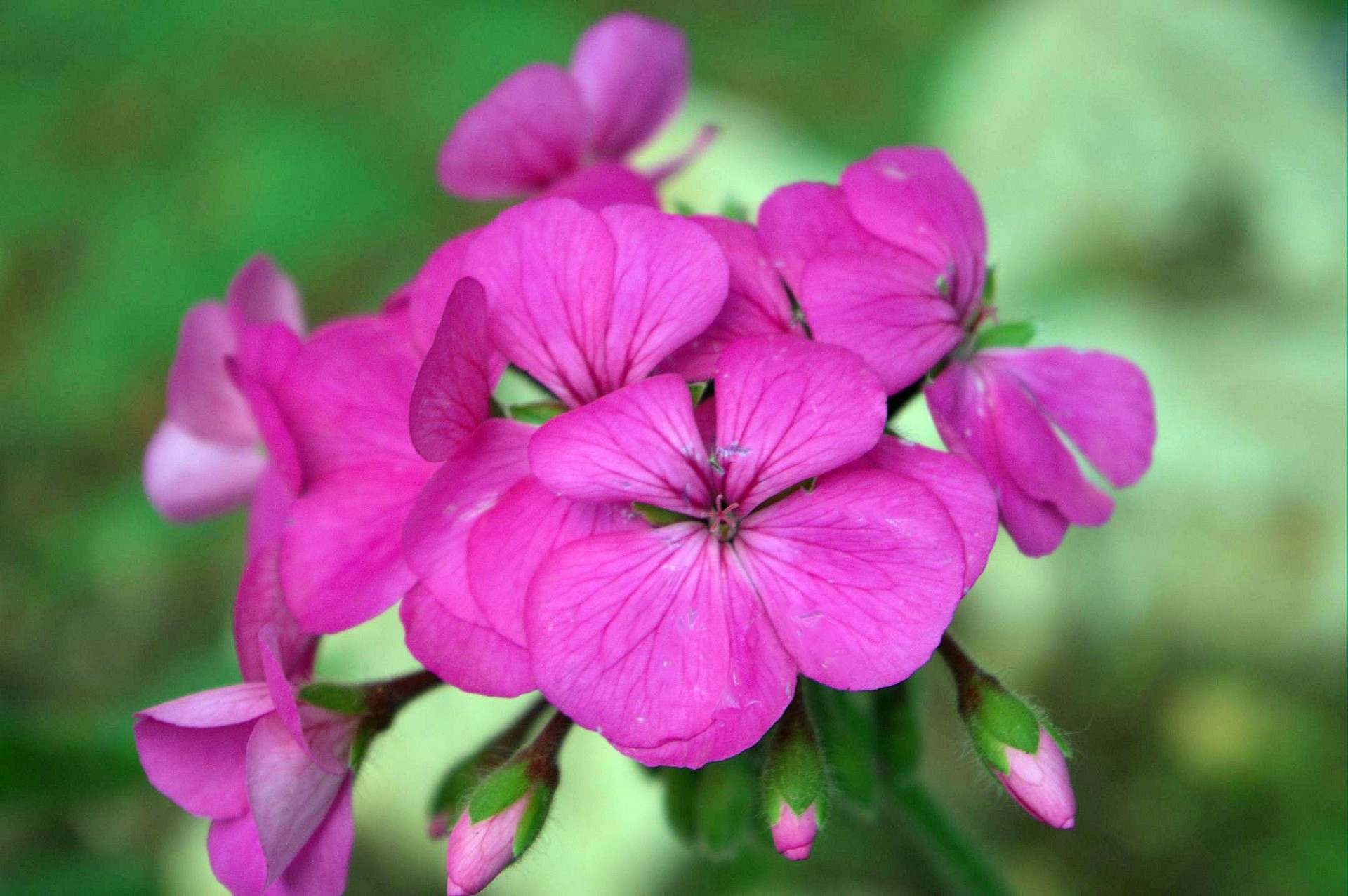 Rožinis,  Geraniums,  Fonas,  Gėlė,  Augalas,  Pumpurai,  Gamta,  Langas & Nbsp,  Palangė,  Spalva