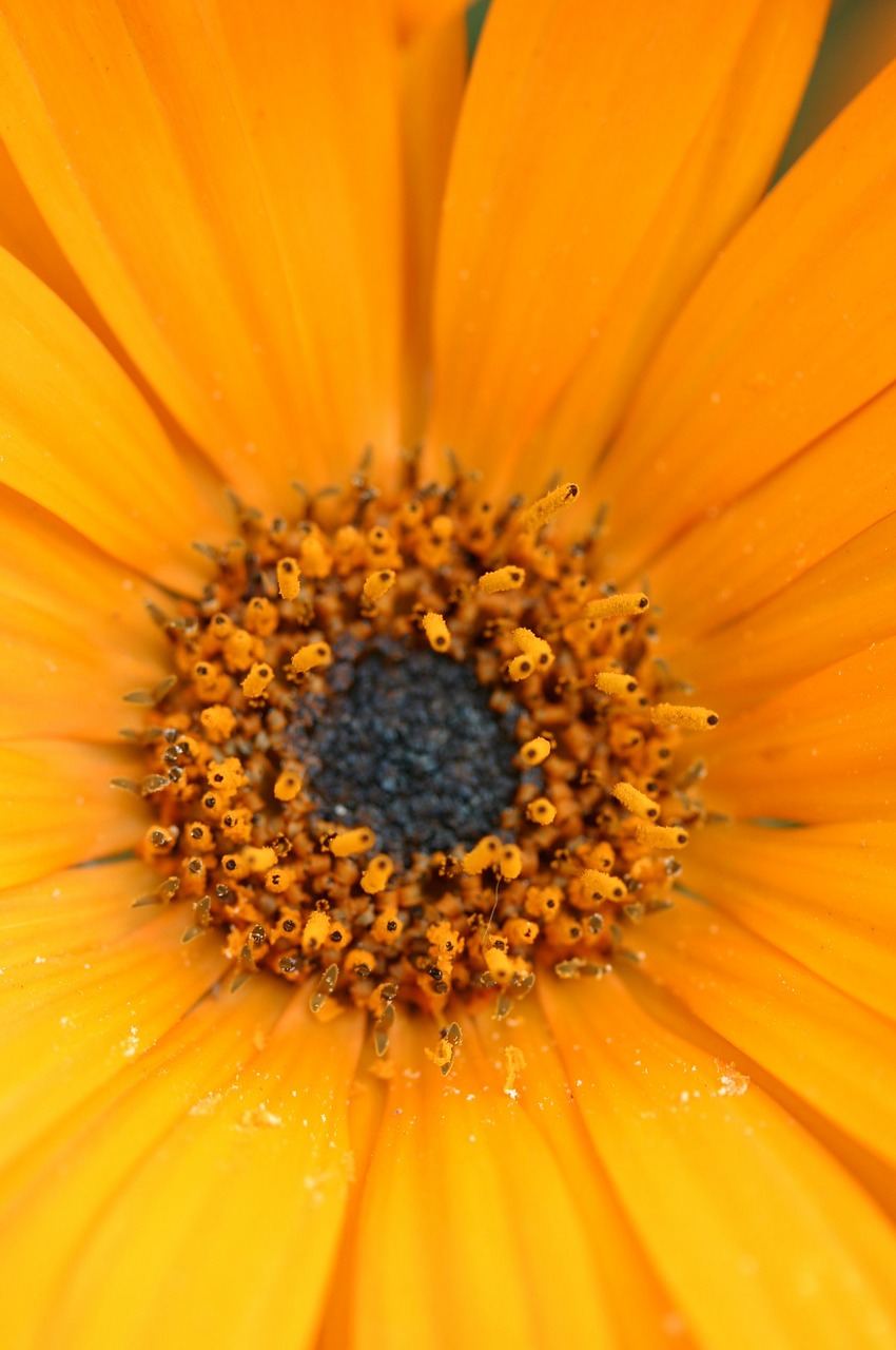 Gerberas, Daisy, Gėlė, Pavasaris, Gėlių, Žiedas, Žydėti, Flora, Šviežias, Žiedlapis