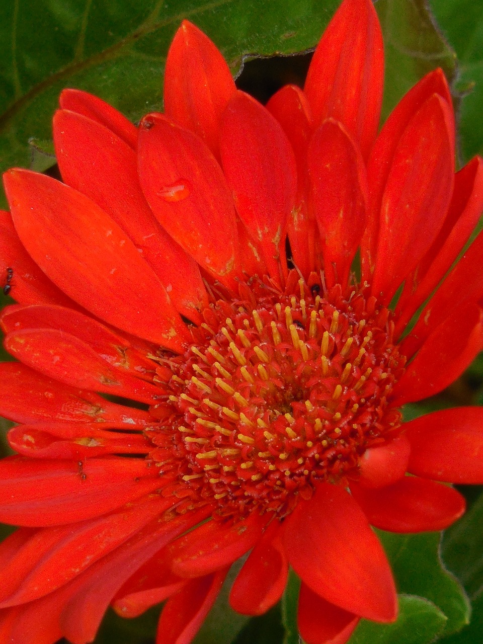 Gerberas,  Daisy,  Gėlė,  Gamta,  Gėlių,  Žydėti,  Augalas,  Pavasaris,  Žiedas,  Vasara