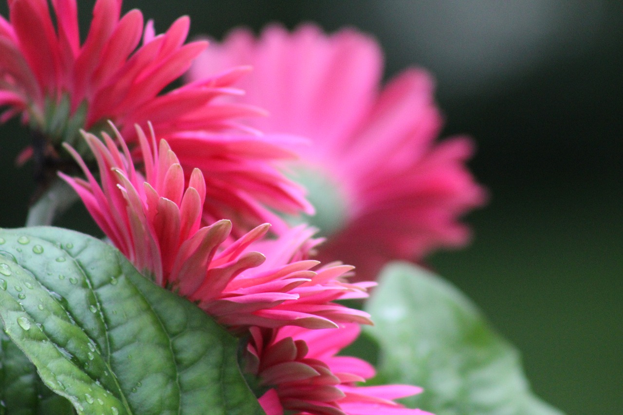 Gerberio Daisy, Gėlė, Pavasaris, Gerberas, Daisy, Šviežias, Žiedas, Žydėti, Gamta, Flora