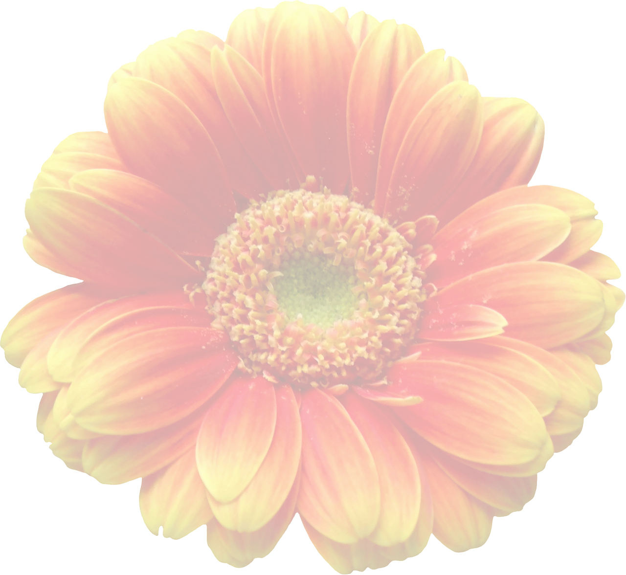 Gerbera, Oranžinė, Permatomas, Skaidrus, Žiedas, Žydėti, Schnittblume, Dekoratyvinis, Gėlė, Spalvinga