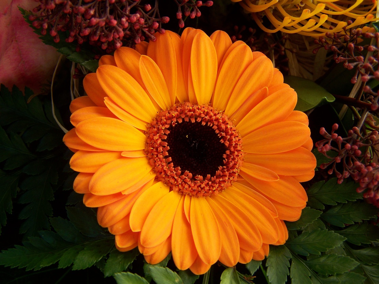 Gerbera, Oranžinė Gėlė, Supjaustytos Gėlės, Nemokamos Nuotraukos,  Nemokama Licenzija