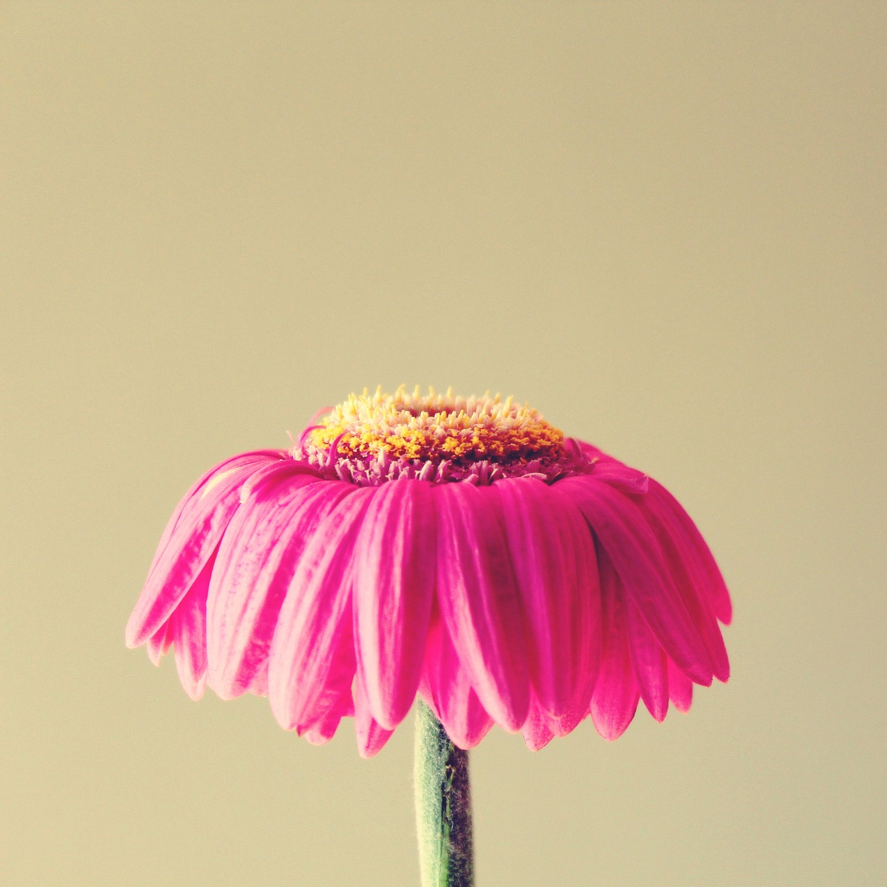 Gerbera, Nudrus, Rožinis, Gėlė, Išblukęs, Žiedas, Žydėti, Žiedlapiai, Uždaryti, Augalas