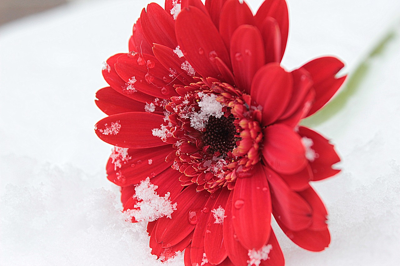 Gerbera, Raudona, Žiedas, Žydėti, Gėlė, Romantiškas, Žydėti, Schnittblume, Lašas Vandens, Sniegas