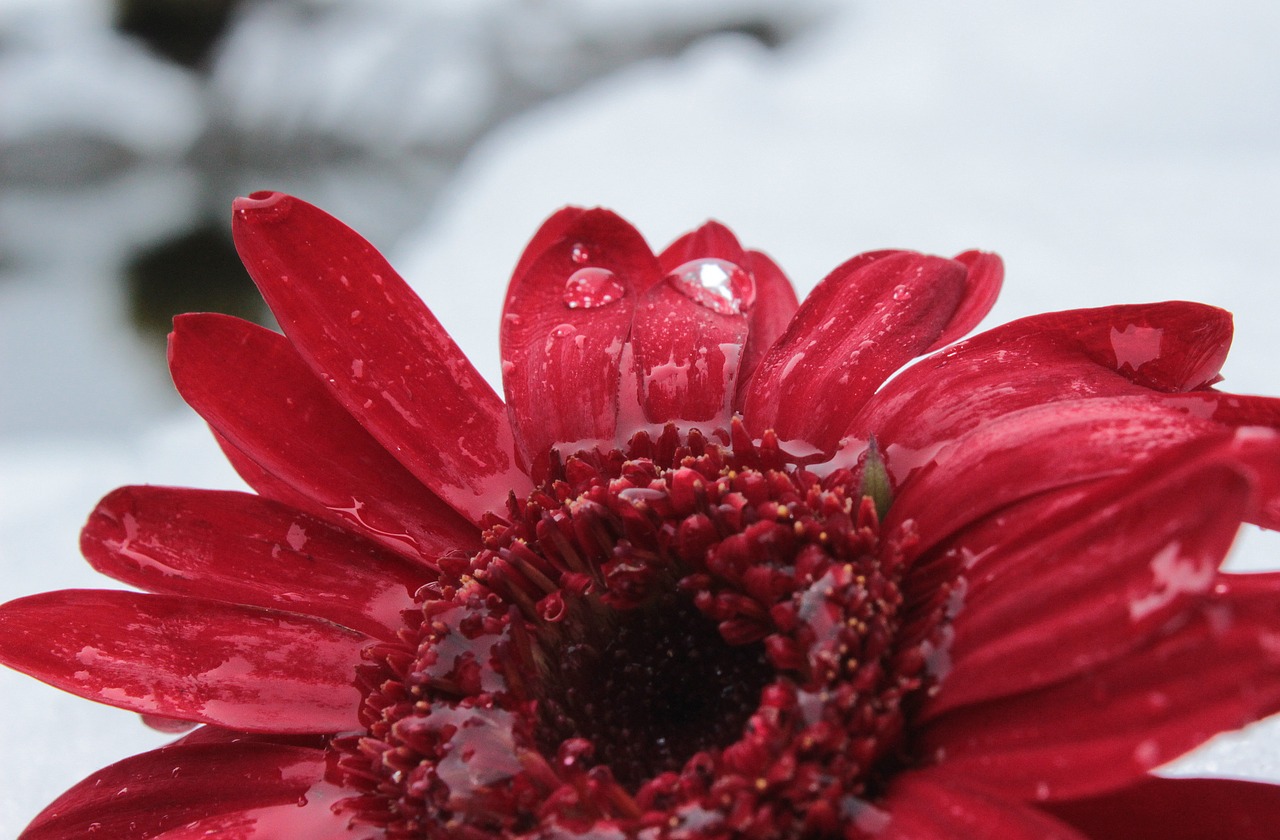 Gerbera, Žiedas, Žydėti, Gėlė, Žydėti, Lašas Vandens, Šlapias, Žiedlapiai, Raudona, Nemokamos Nuotraukos