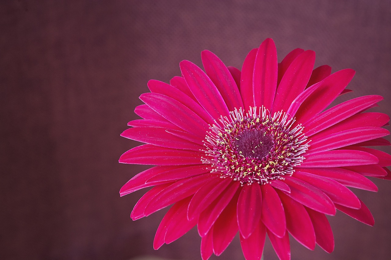 Gerbera, Gėlė, Žiedas, Žydėti, Rožinis, Žiedlapiai, Uždaryti, Nemokamos Nuotraukos,  Nemokama Licenzija