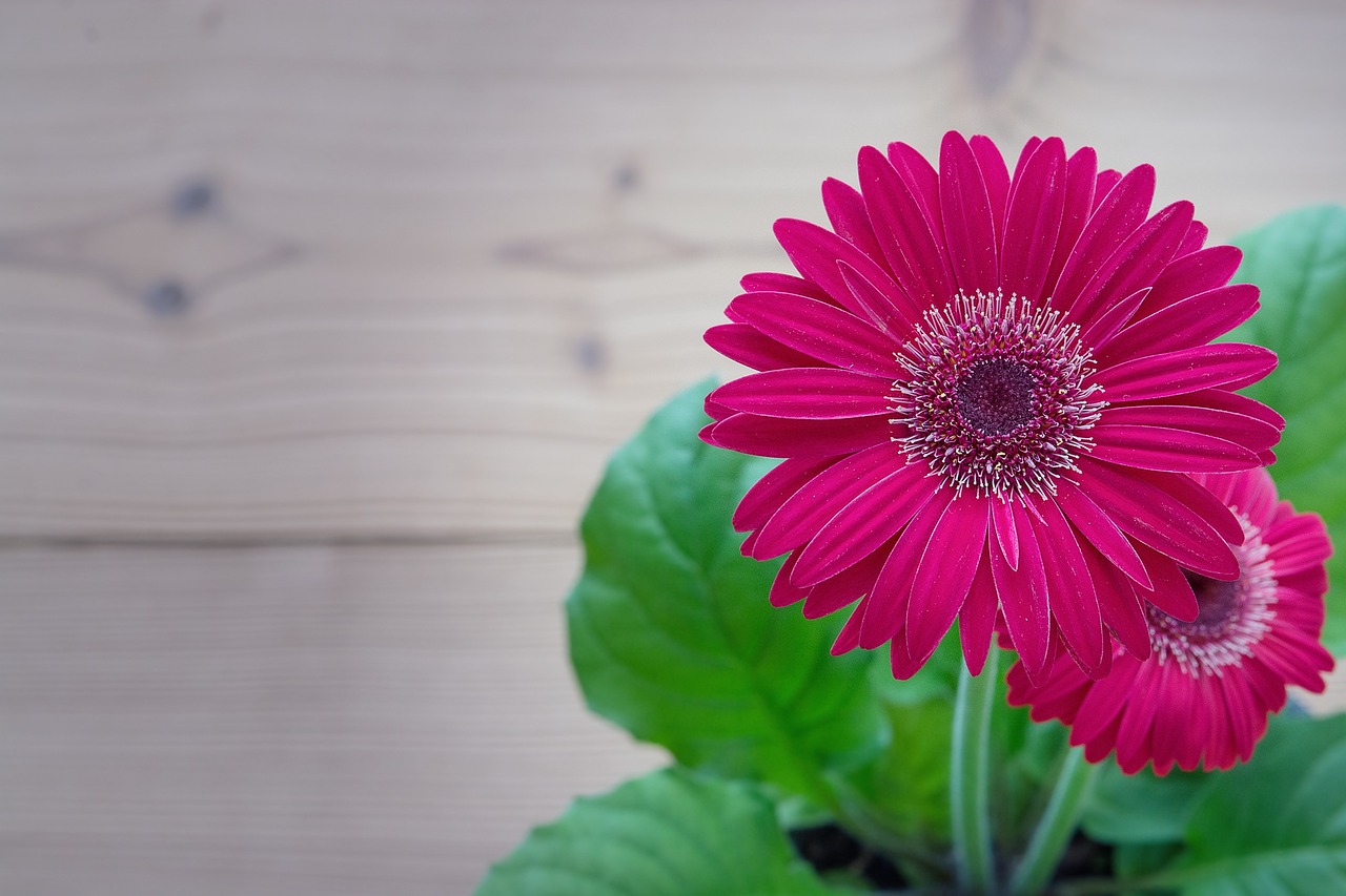 Gerbera, Rožinis, Gėlė, Žiedas, Žydėti, Žiedlapiai, Pavasario Gėlė, Augalas, Uždaryti, Teksto Laisvė