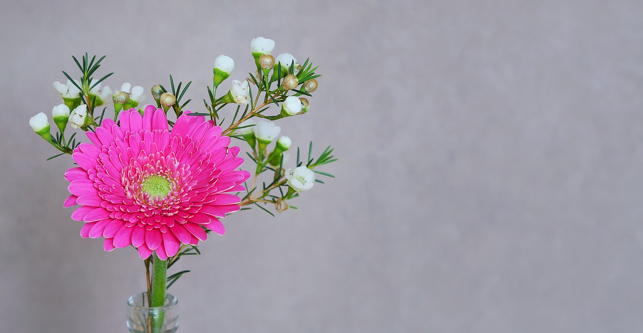 Gerbera, Gėlė, Žiedas, Žydėti, Žiedlapiai, Rožinis, Pavasario Gėlė, Schnittblume, Frangipani, Balta