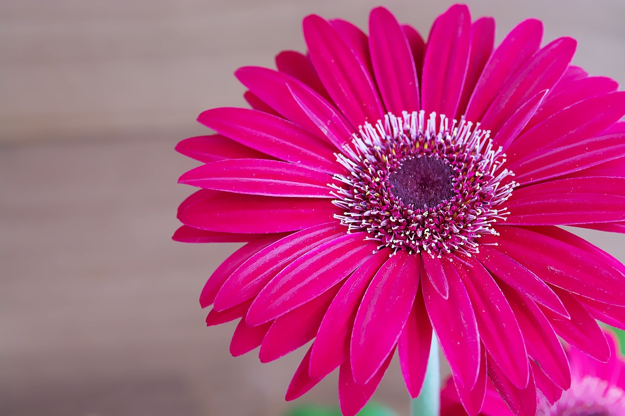 Gerbera, Gėlė, Žiedas, Žydėti, Žiedlapiai, Rožinis, Schnittblume, Uždaryti, Nemokamos Nuotraukos,  Nemokama Licenzija