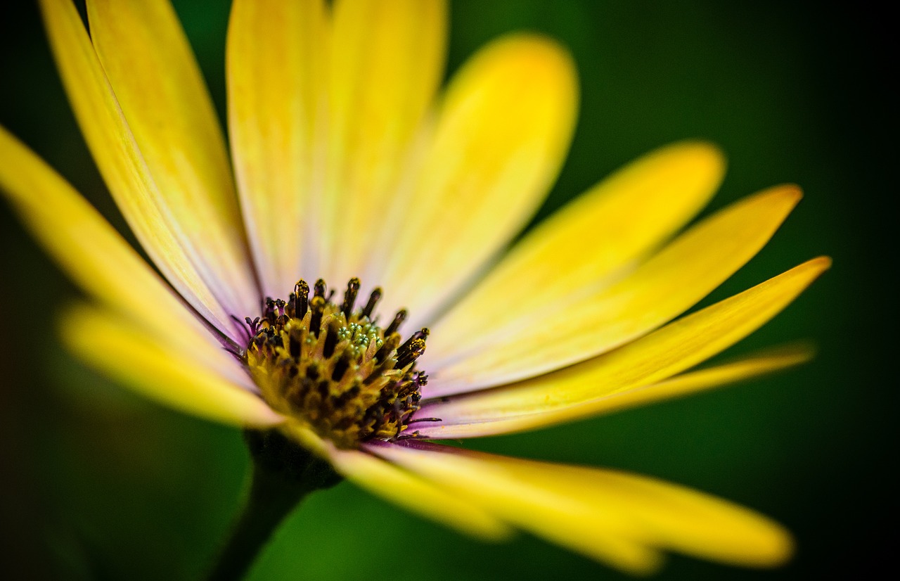 Gerbera, Geltona, Pavasaris, Sezonas, Vasara, Žiedas, Spalva, Gėlė, Natūralus, Gėlių