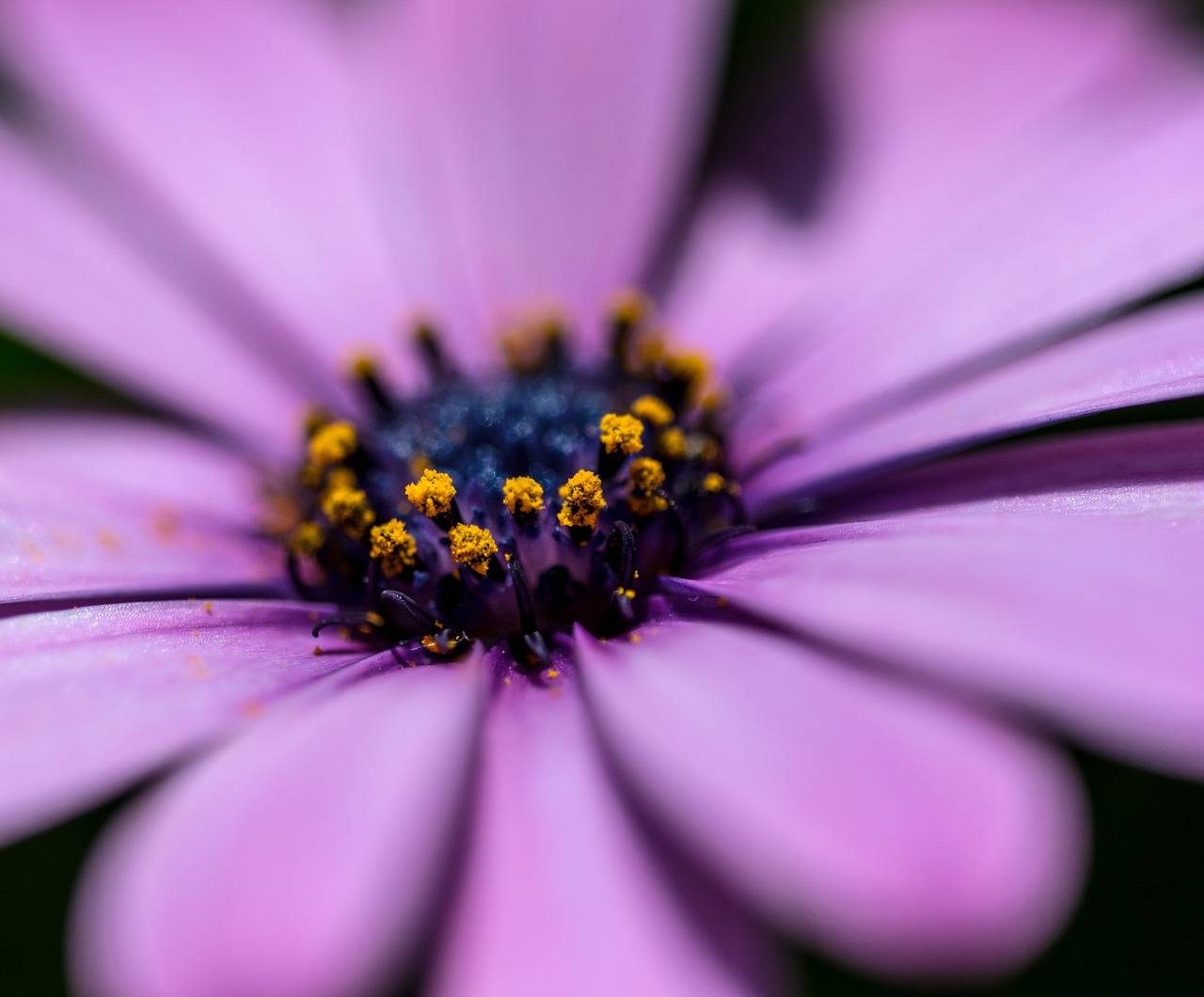 Gerbera, Gėlė, Spalva, Daisy, Pavasaris, Žydėti, Žiedas, Flora, Natūralus, Rožinis