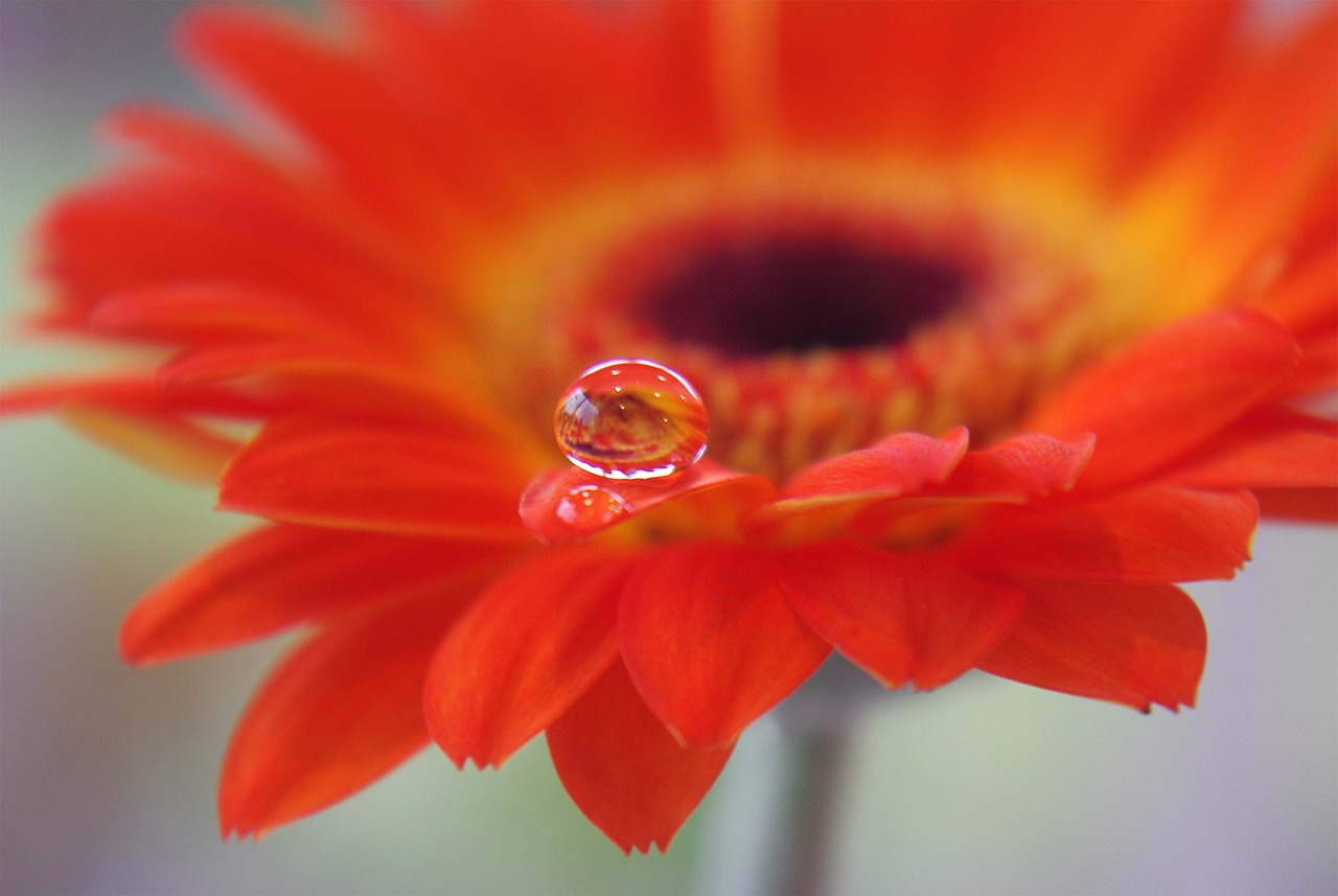 Gerbera, Gėlė, Augalas, Sodas, Lašas Vandens, Lašelinė, Vanduo, Veidrodis, Žiedas, Žydėti