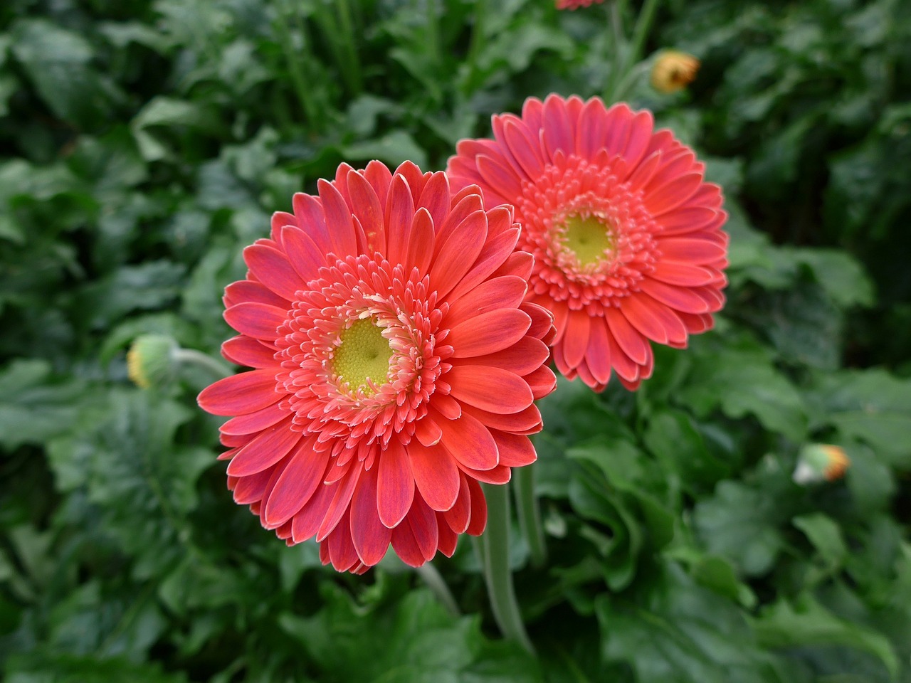 Gerbera, Floristika, Skintos Gėlės, Gėlės, Blütenmeer, Rožinis, Geltona, Nemokamos Nuotraukos,  Nemokama Licenzija