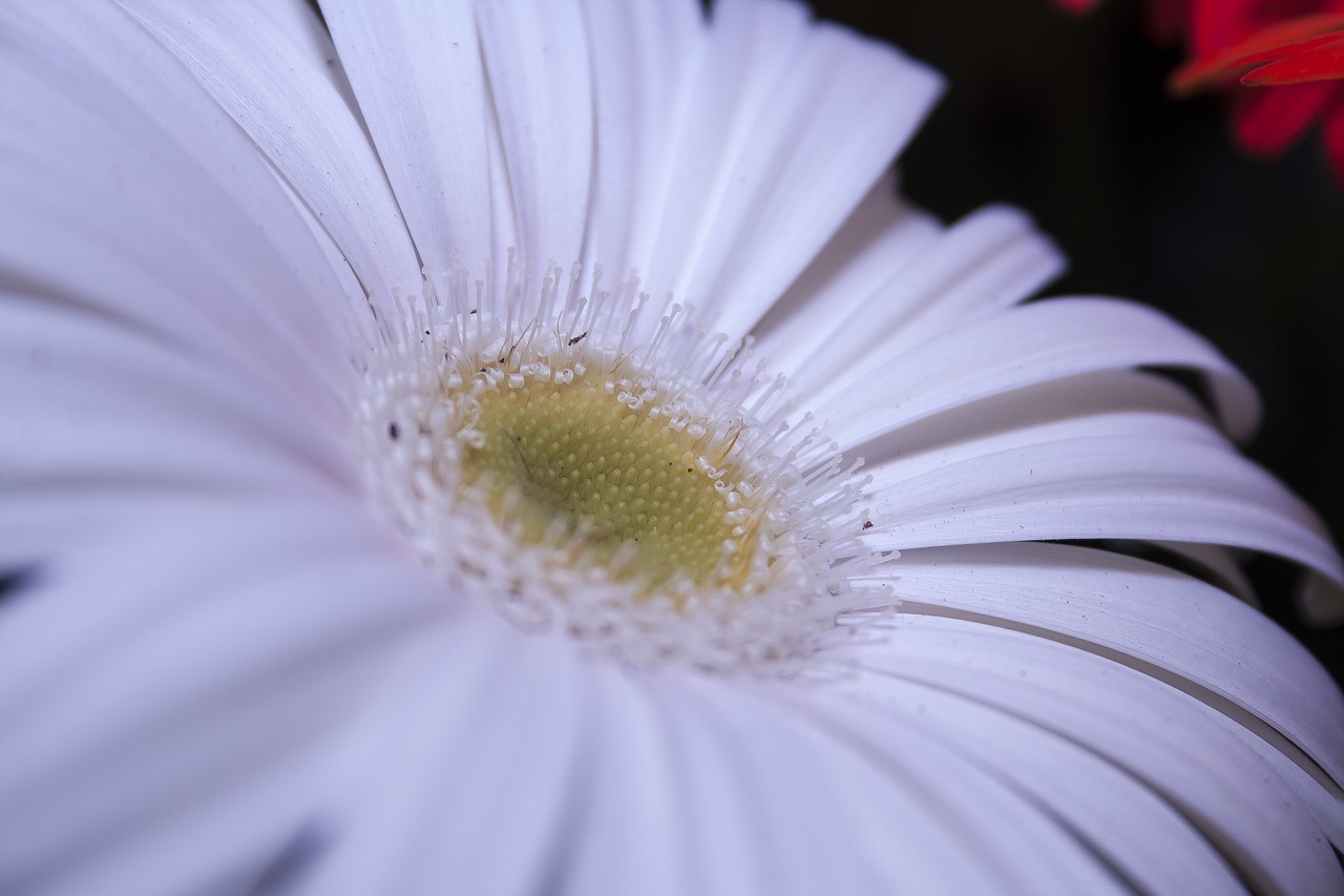 Gerbera, Balta, Uždaryti, Žiedlapiai, Gėlė, Schnittblume, Balta Gėlė, Baltas Žiedas, Žiedas, Žydėti