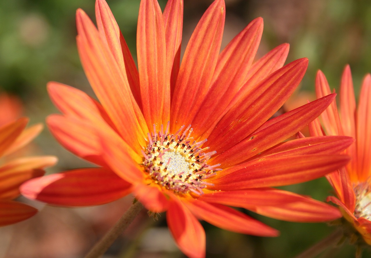 Gerbera, Gėlė, Oranžinė Geltona, Uždaryti, Spalvinga, Gamta, Žiedas, Žydėti, Lapai, Sodas