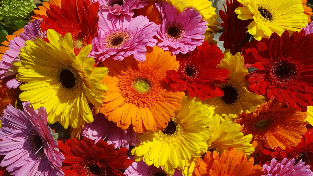 Gerbera, Gėlė, Spalvinga, Žiedas, Žydėti, Žydėti, Nemokamos Nuotraukos,  Nemokama Licenzija