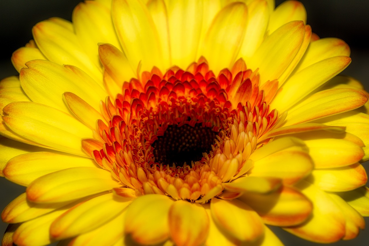 Gerbera, Gėlė, Žiedas, Žydėti, Geltona, Gamta, Makro, Žydėti, Spalvinga, Uždaryti