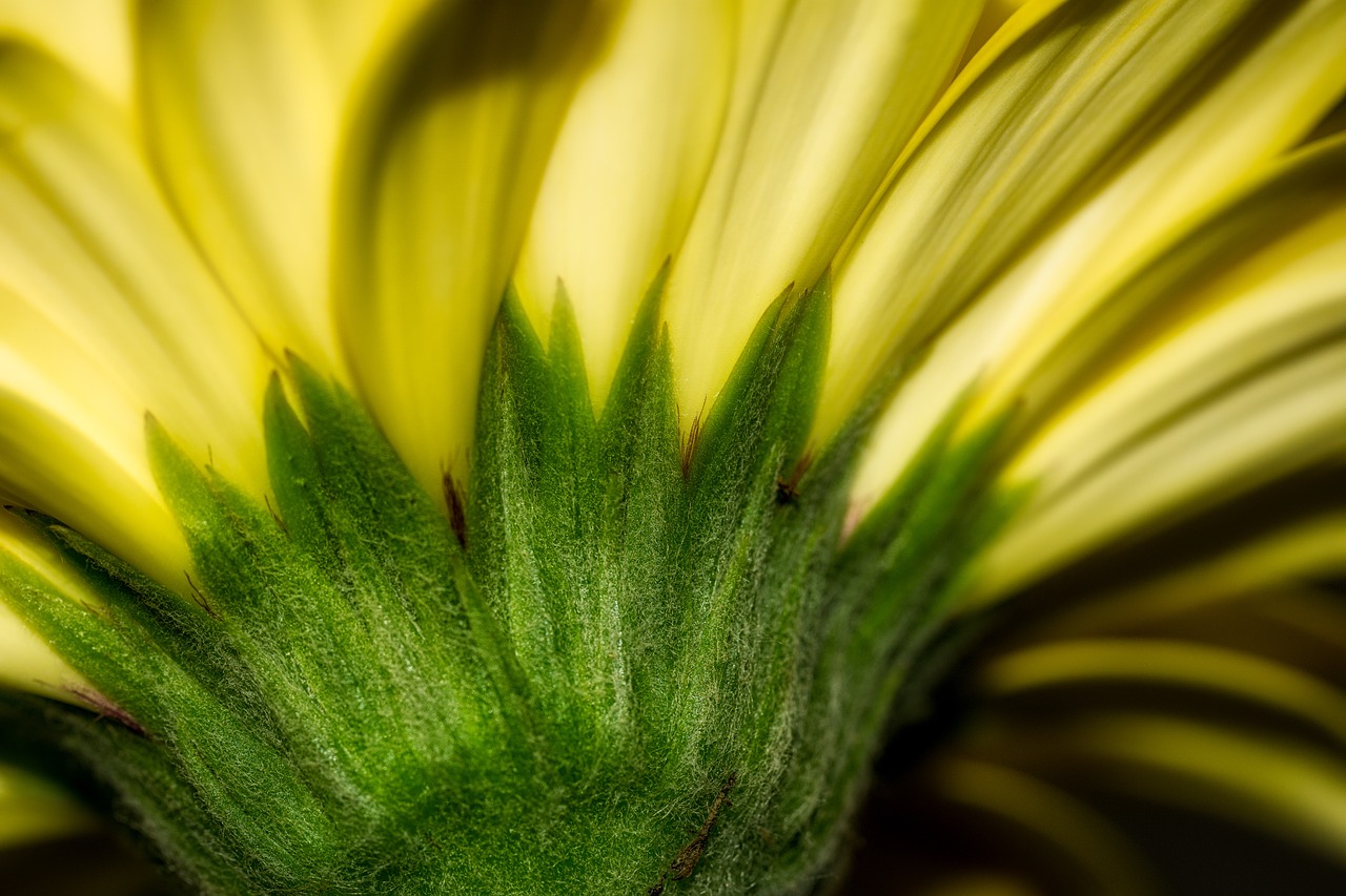 Gerbera, Gėlė, Žiedas, Žydėti, Geltona, Gamta, Makro, Žydėti, Spalvinga, Uždaryti