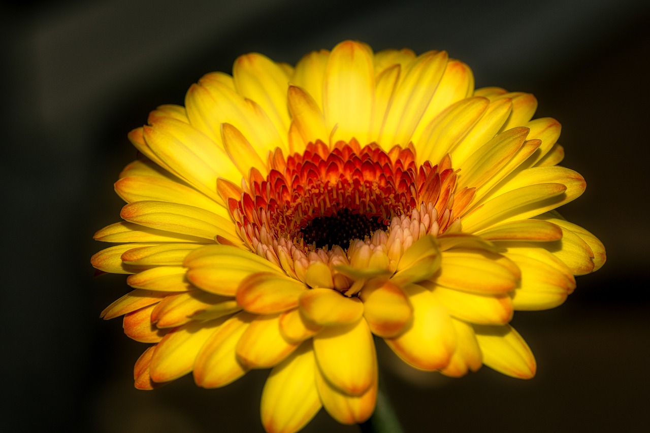 Gerbera, Gėlė, Žiedas, Žydėti, Geltona, Gamta, Makro, Žydėti, Spalvinga, Uždaryti