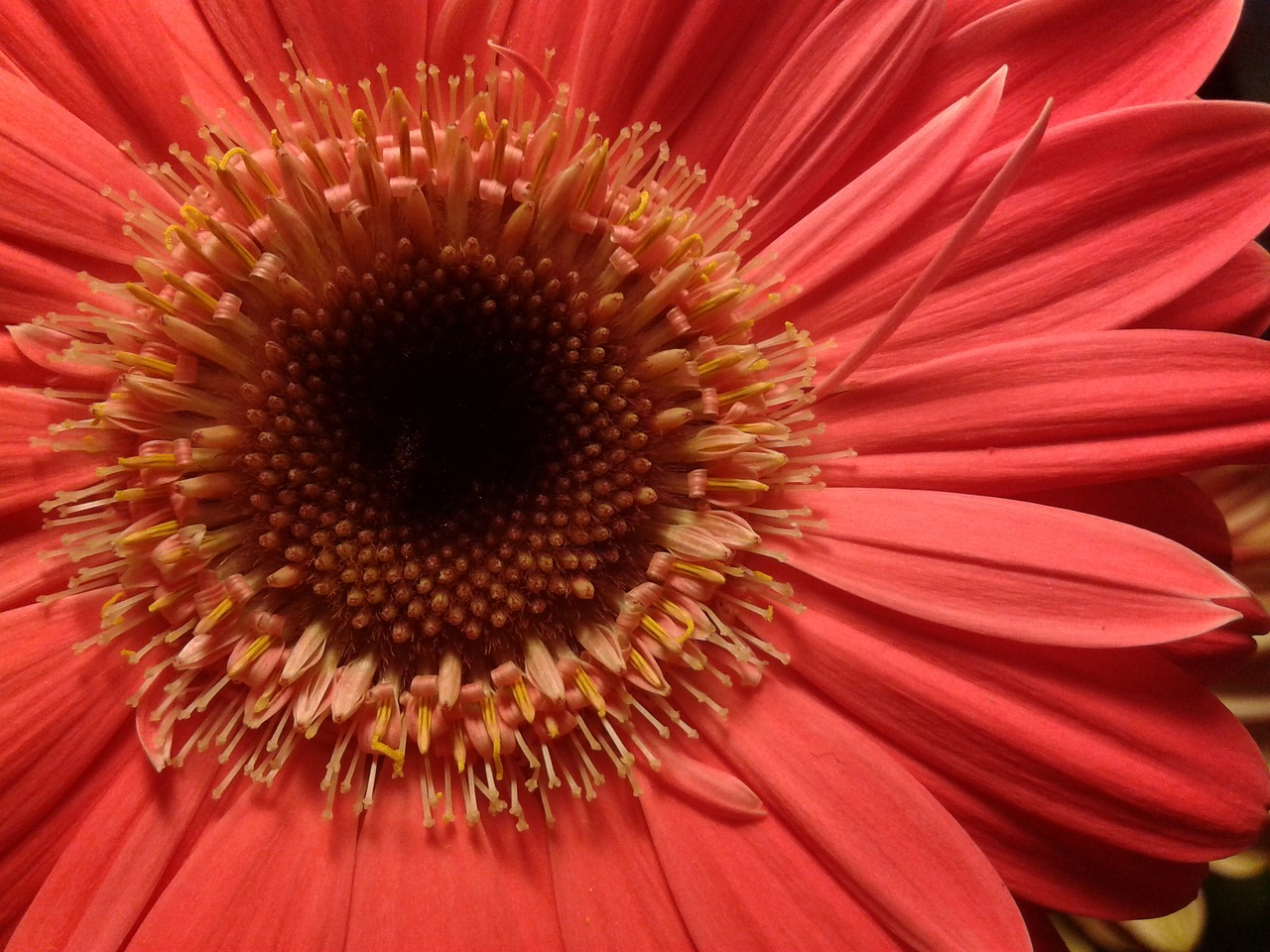 Gerbera, Rožinis, Vasara, Gėlės, Gėlė, Grožis, Kvepalai, Gamta, Sodas, Augalas