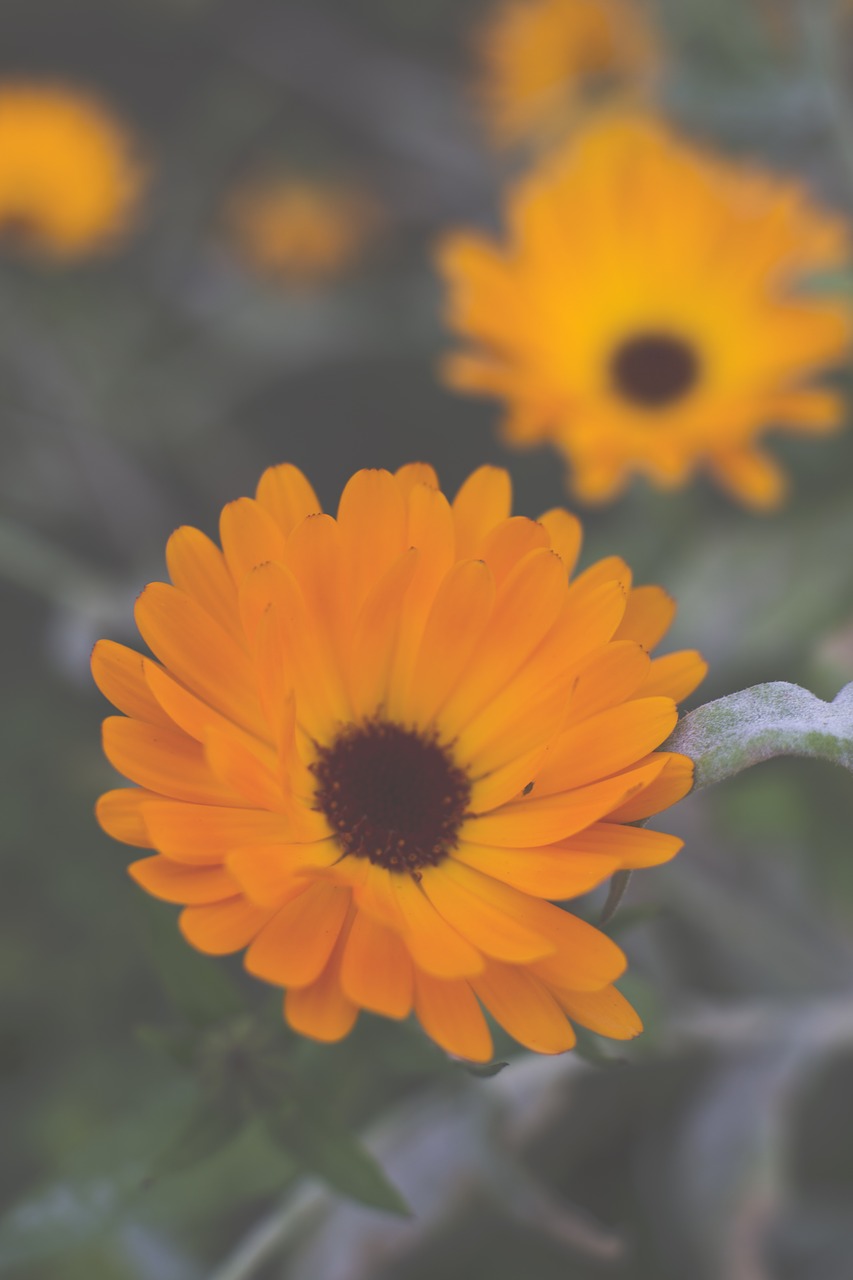 Gerbera, Gėlė, Augalas, Žiedas, Žydėti, Geltona, Uždaryti, Gamta, Spalvinga, Sodas