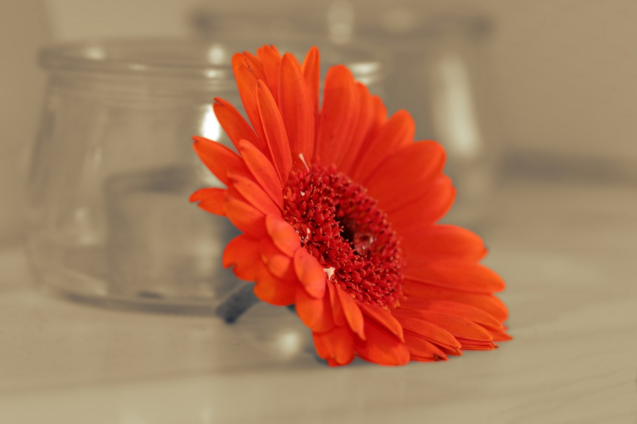 Gerbera, Gėlė, Žiedas, Žydėti, Spalvinga, Oranžinė, Oranžinis Žiedas, Oranžinė Gerbera, Augalas, Kompozitai