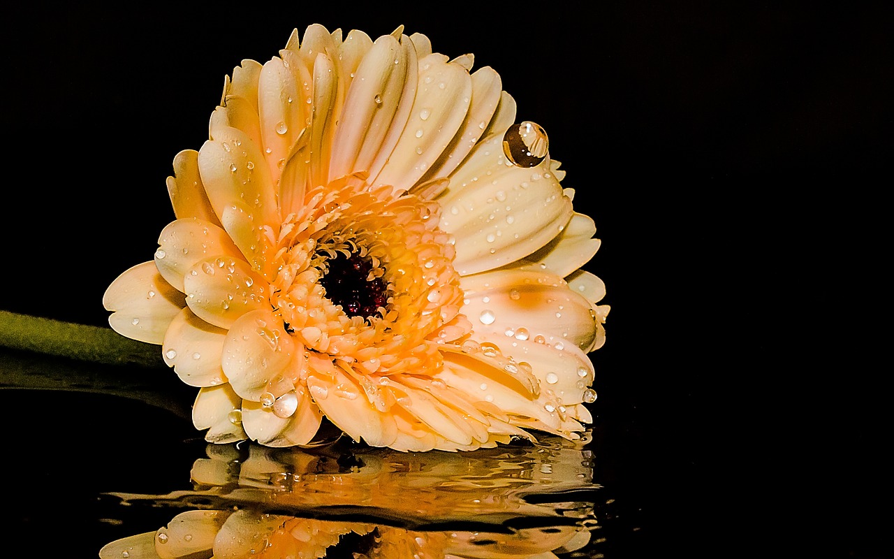 Gerbera, Gėlė, Žiedas, Žydėti, Kompozitai, Žiedlapiai, Oranžinė, Bet Lašinamas, Lašas Vandens, Veidrodis