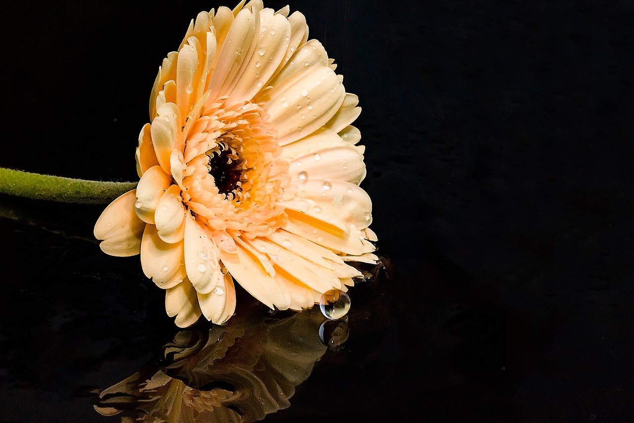 Gerbera, Gėlė, Žiedas, Žydėti, Kompozitai, Žiedlapiai, Oranžinė, Lašas Vandens, Veidrodis, Gamta