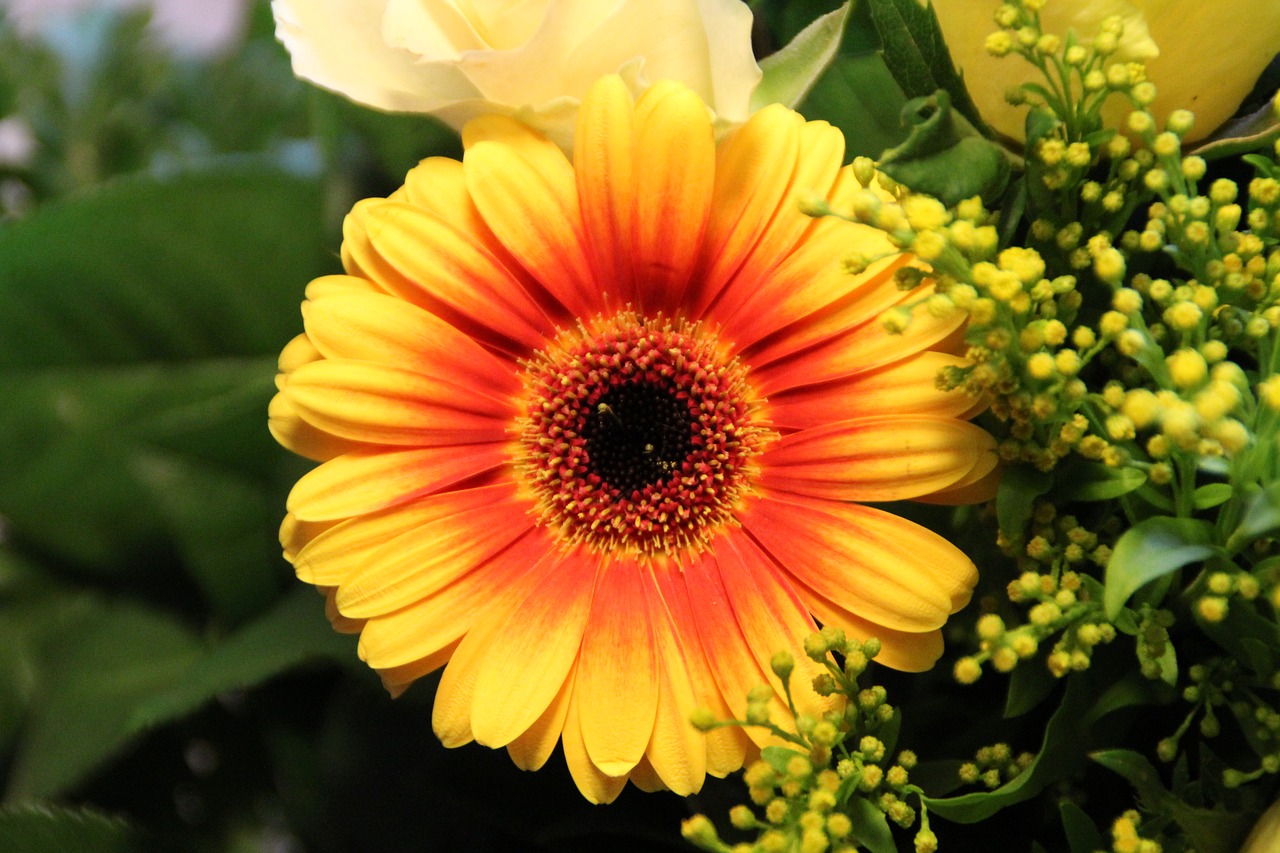 Gerbera, Oranžinė, Geltona, Gėlė, Žiedas, Žydėti, Schnittblume, Uždaryti, Augalas, Gamta